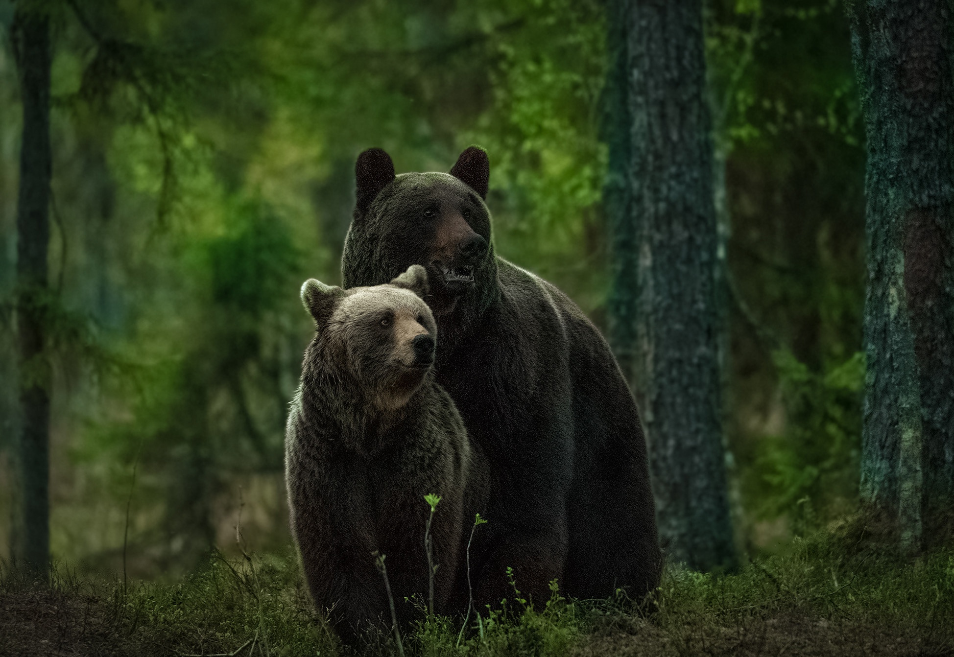 Бурые медведи в лесу с медвежатами