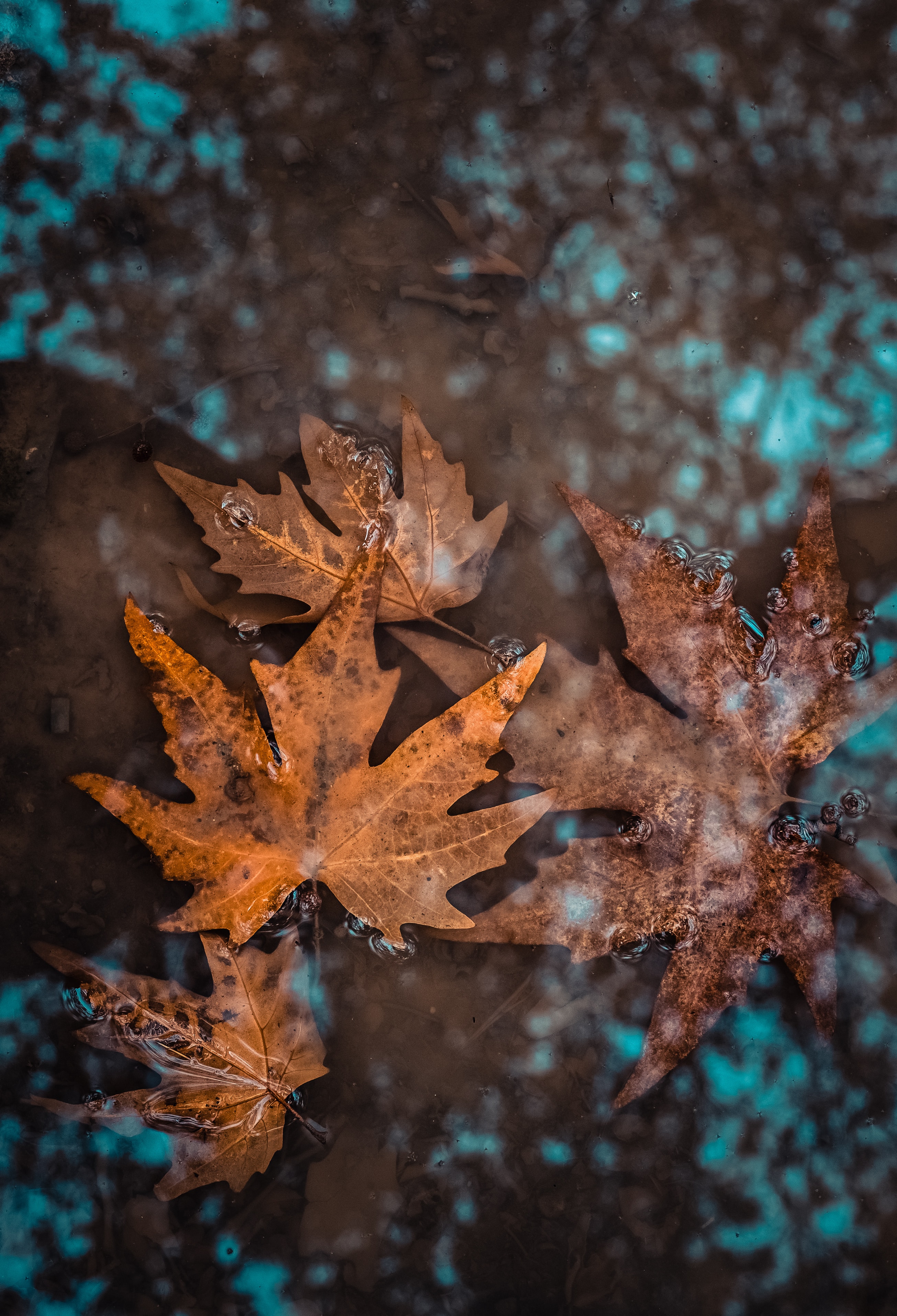 Laden Sie das Blätter, Nass, Gefallen, Natur, Wasser, Herbst-Bild kostenlos auf Ihren PC-Desktop herunter