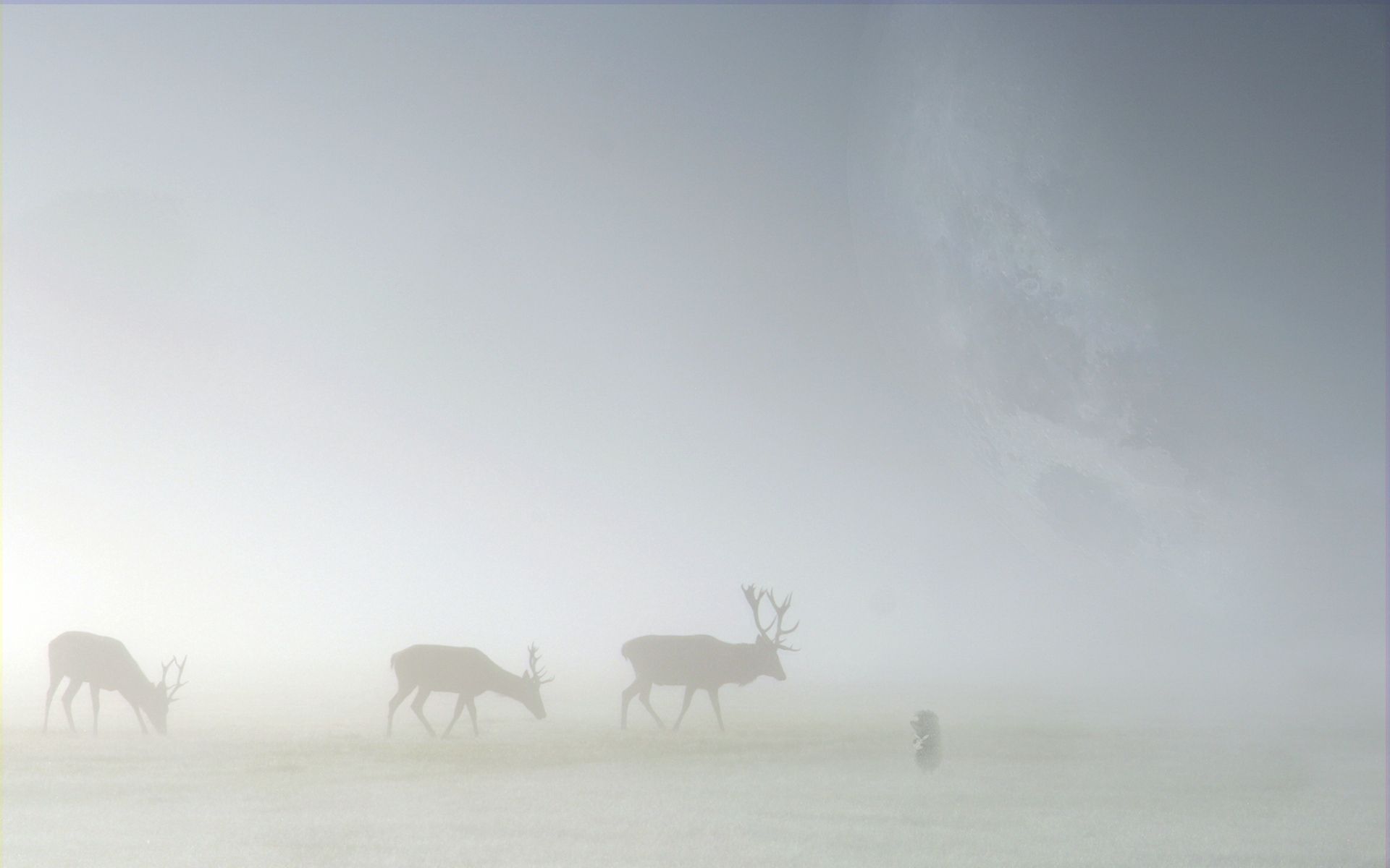 Download mobile wallpaper Field, Fog, Animals, Deers, Silhouette for free.