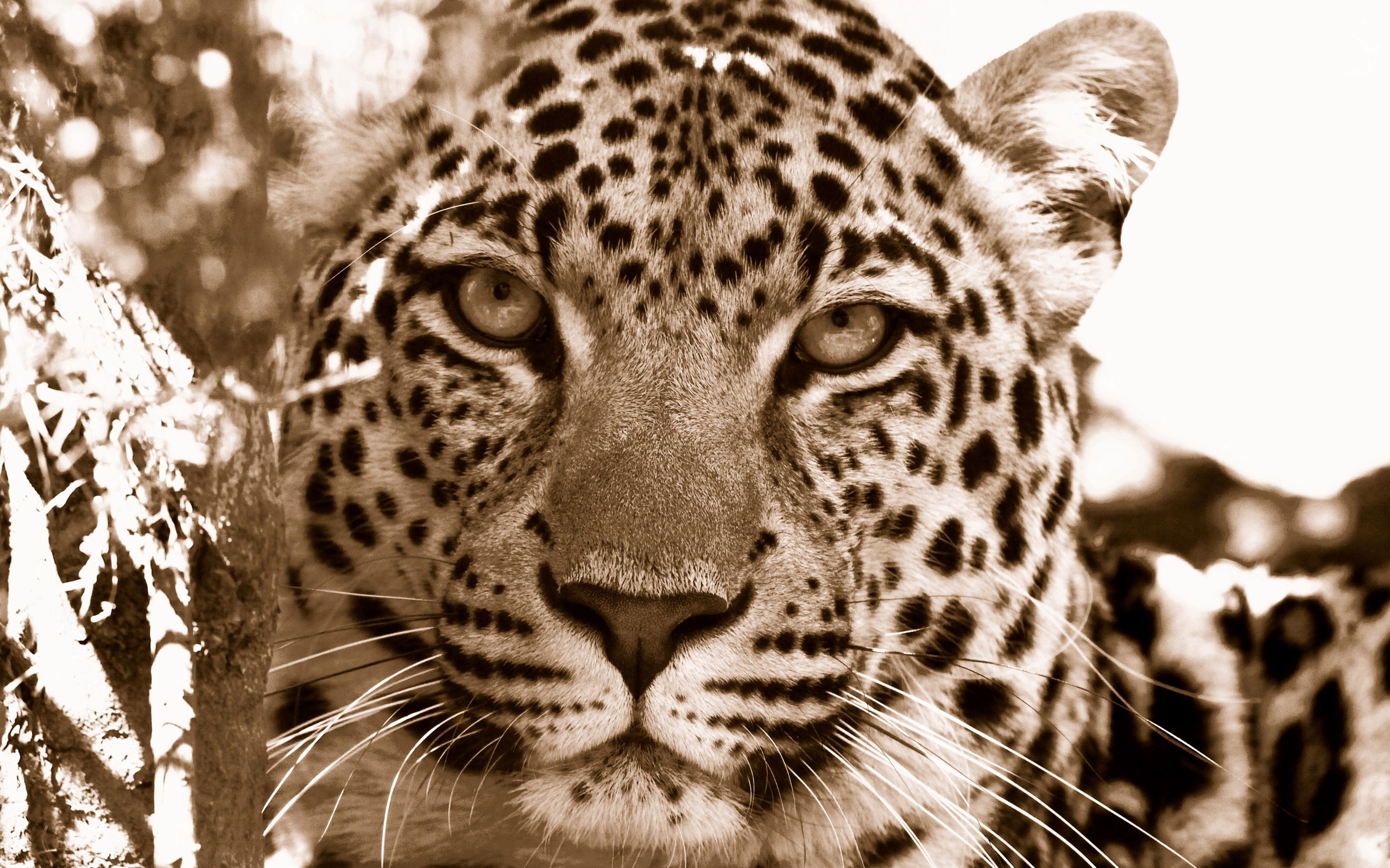 174055 Hintergrundbild herunterladen tiere, leopard, katzen - Bildschirmschoner und Bilder kostenlos