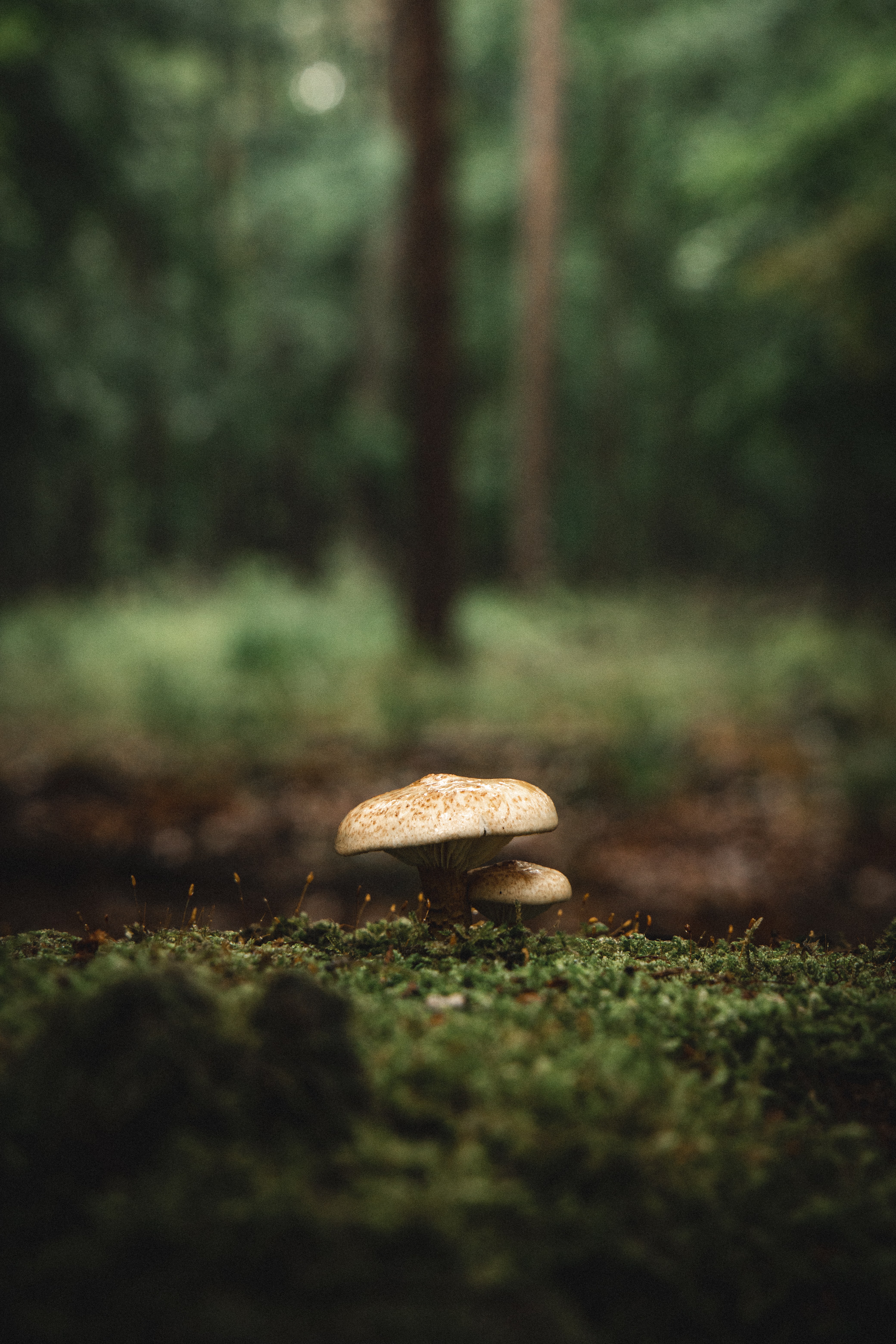 mushroom, nature, grass, macro, moss phone wallpaper