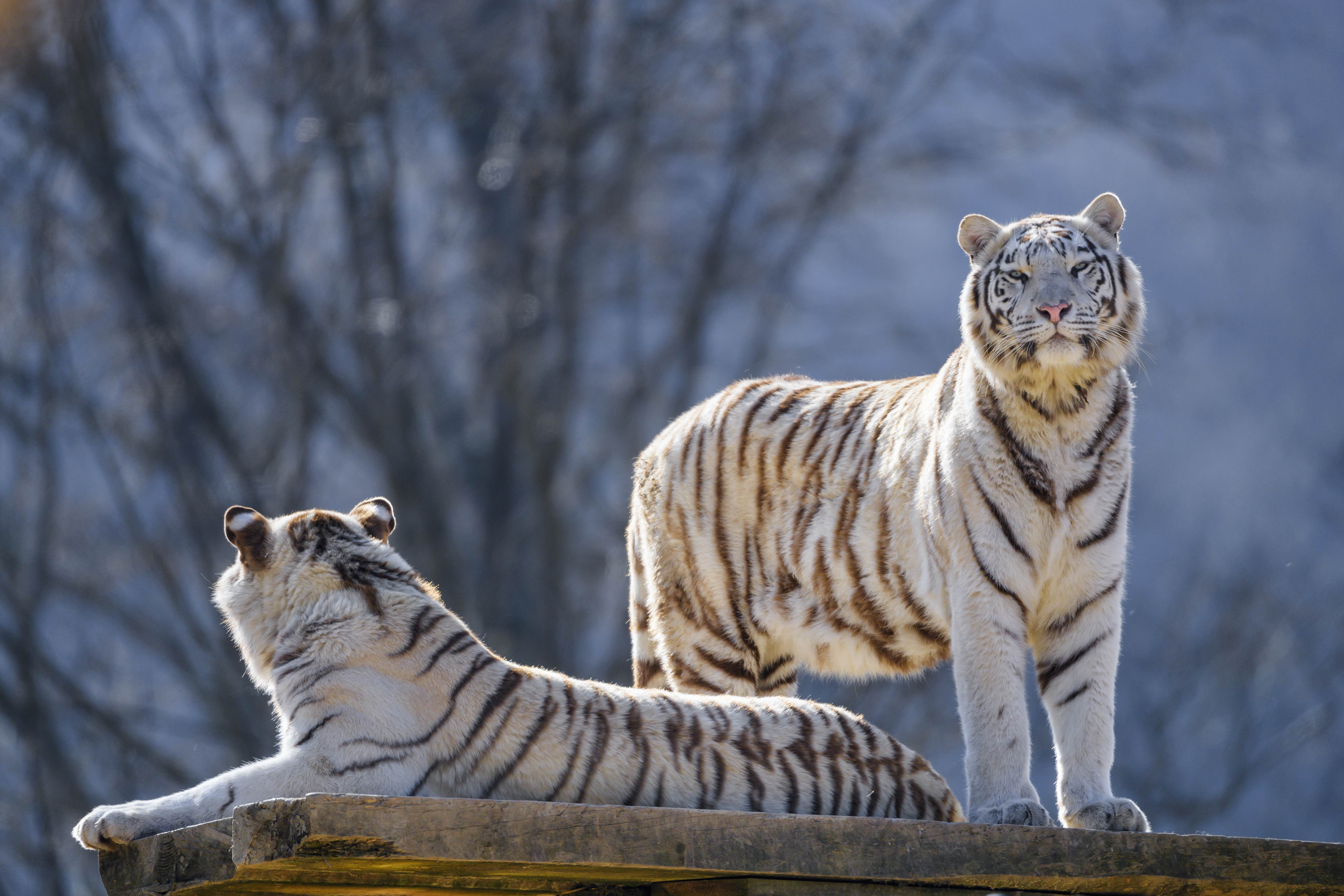 144493 baixar imagens animais, tigres, branco, predadores, tigres de bengala - papéis de parede e protetores de tela gratuitamente