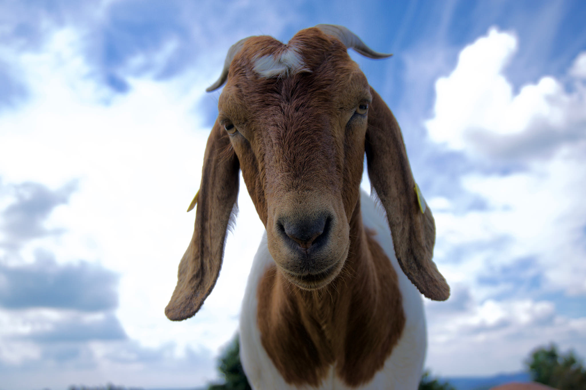 goat HD wallpapers backgrounds