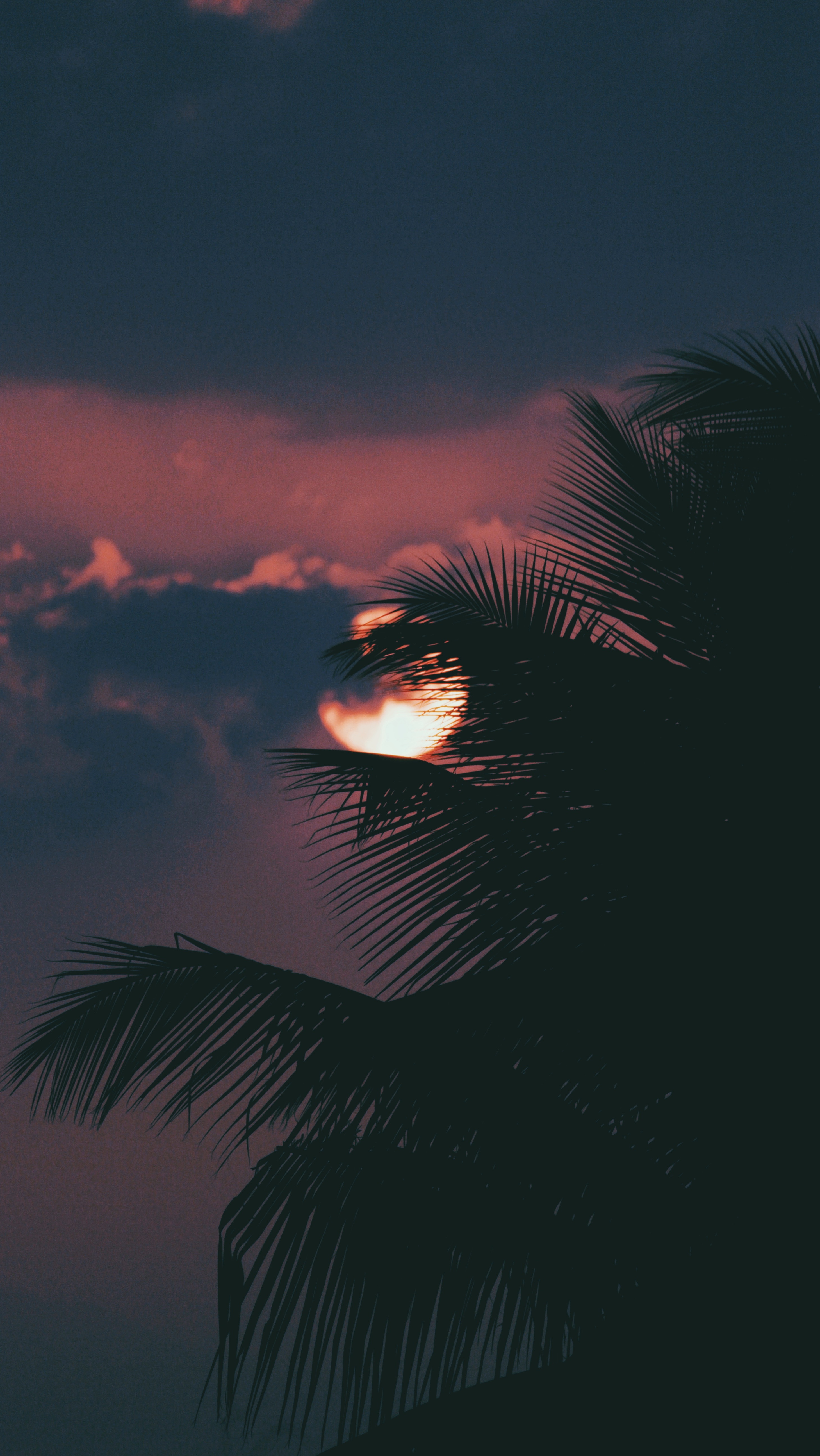 Download mobile wallpaper Clouds, Palm, Sky, Branch, Sun, Sunset, Nature for free.