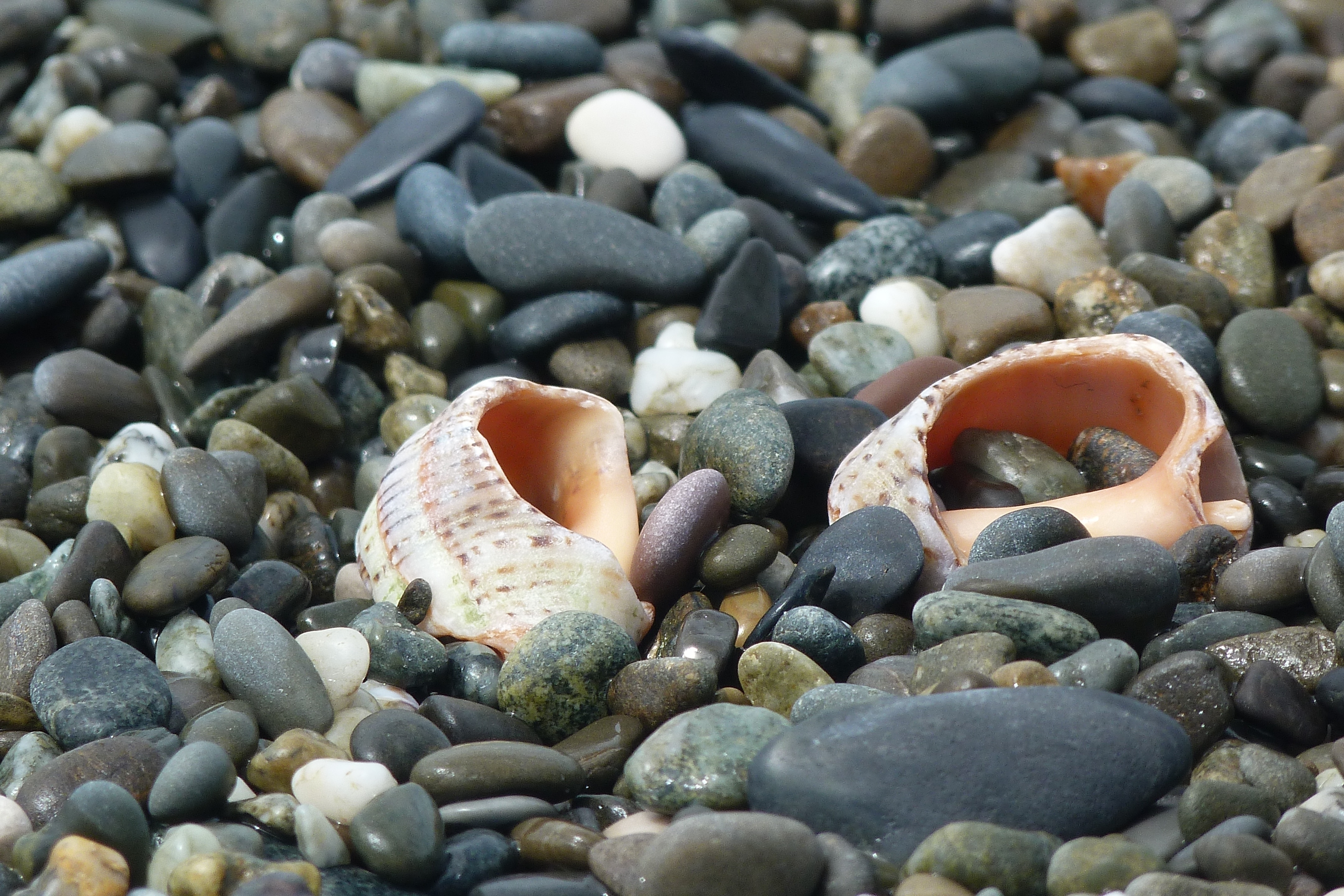 stones, shells, nature, shore, bank, sink, sinks Free Stock Photo