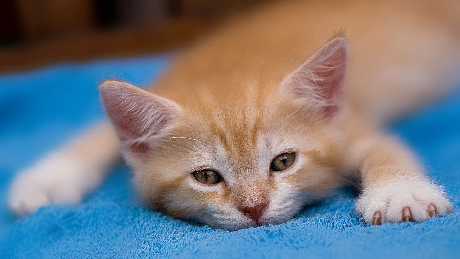 Laden Sie das Rothaarige, Schlafen, Traum, Tiere, Kätzchen-Bild kostenlos auf Ihren PC-Desktop herunter