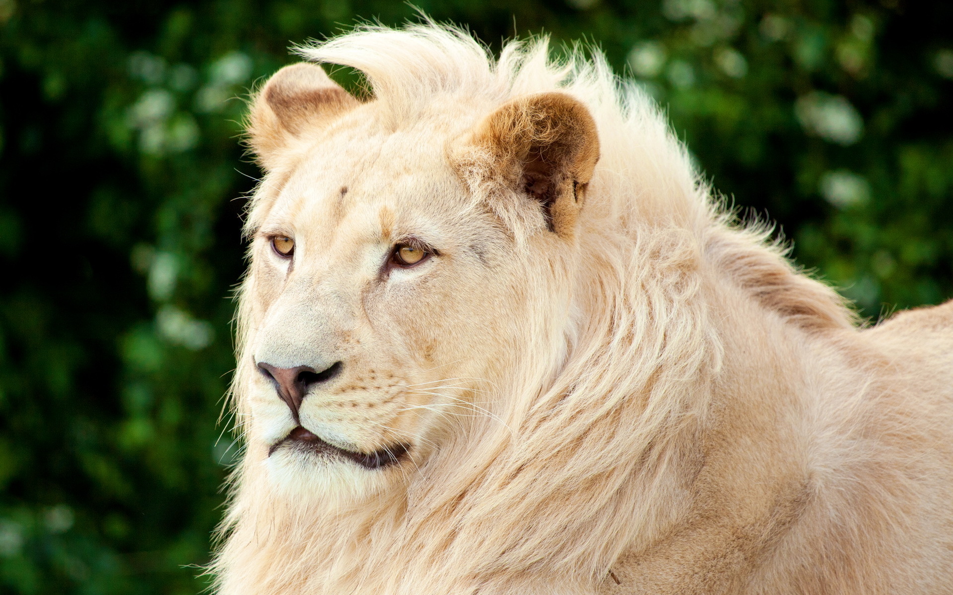 1454447 скачать картинку белый лев, животные - обои и заставки бесплатно