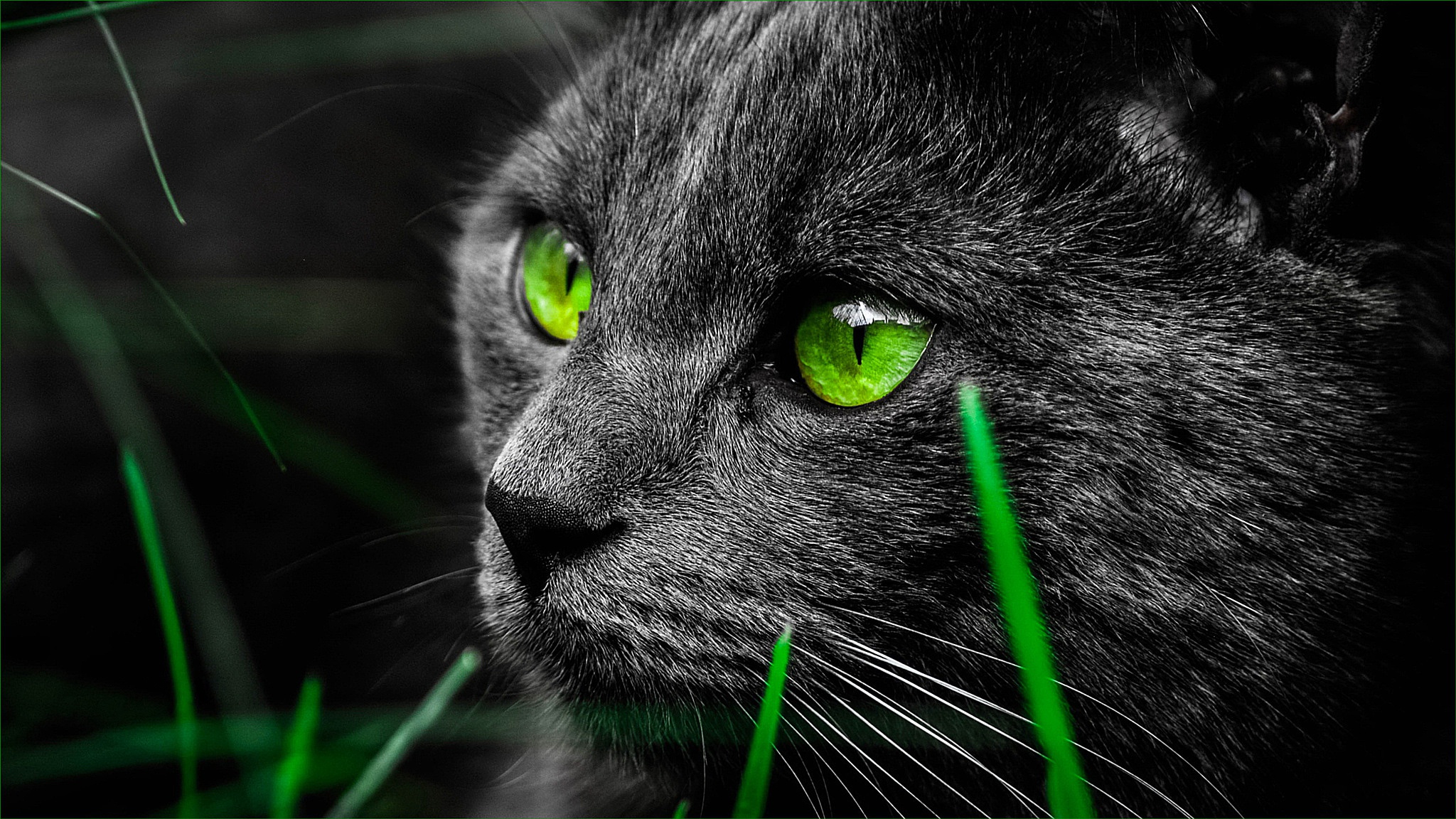 Чёрный кот с зелёными глазами