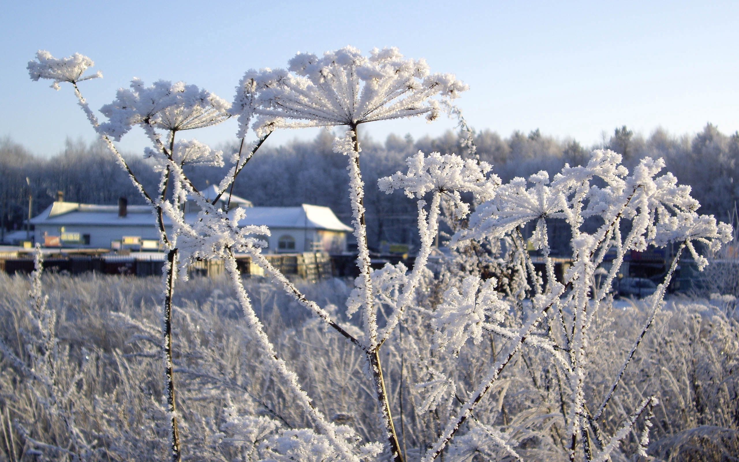 145068 Hintergrundbild herunterladen frost, winter, natur, schnee, rauhreif - Bildschirmschoner und Bilder kostenlos