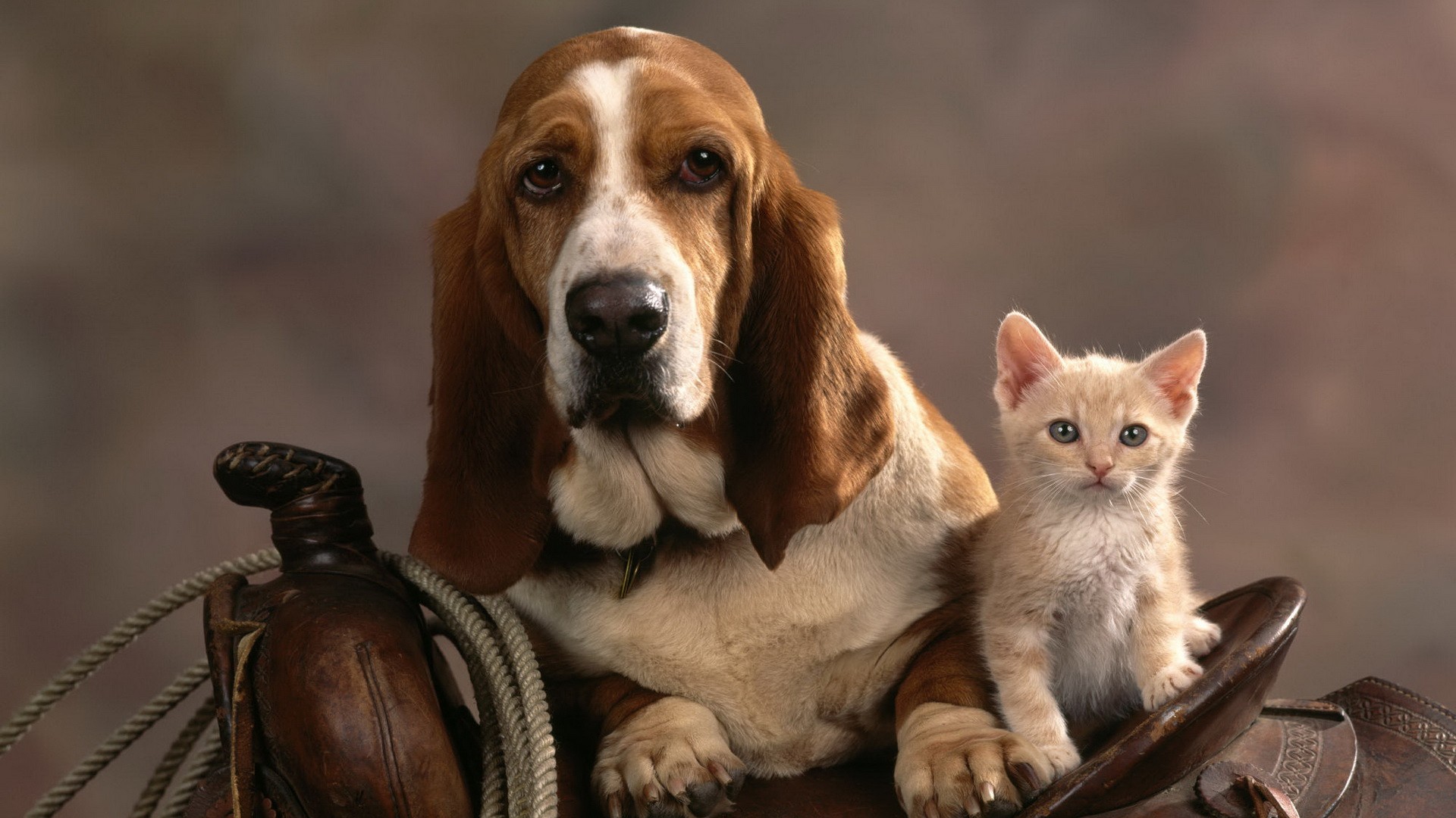 animal, cat & dog, basset hound, cute