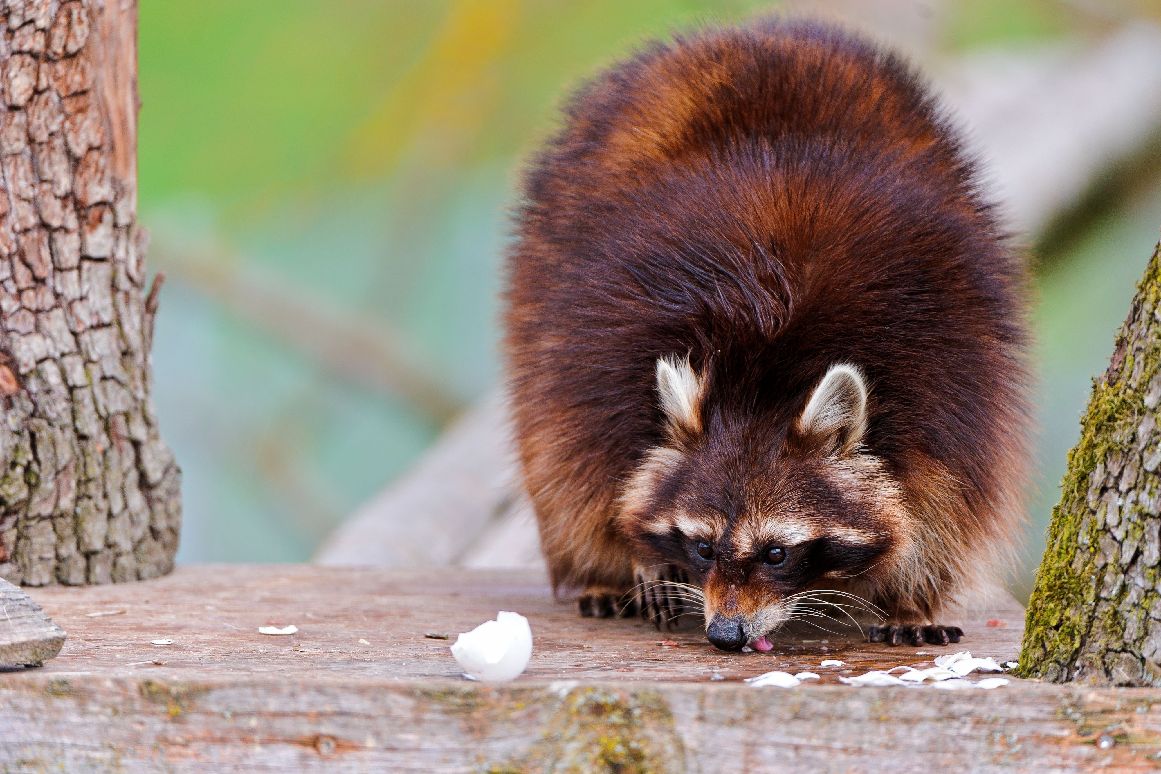 animals, food, fluffy, climb, raccoon phone wallpaper