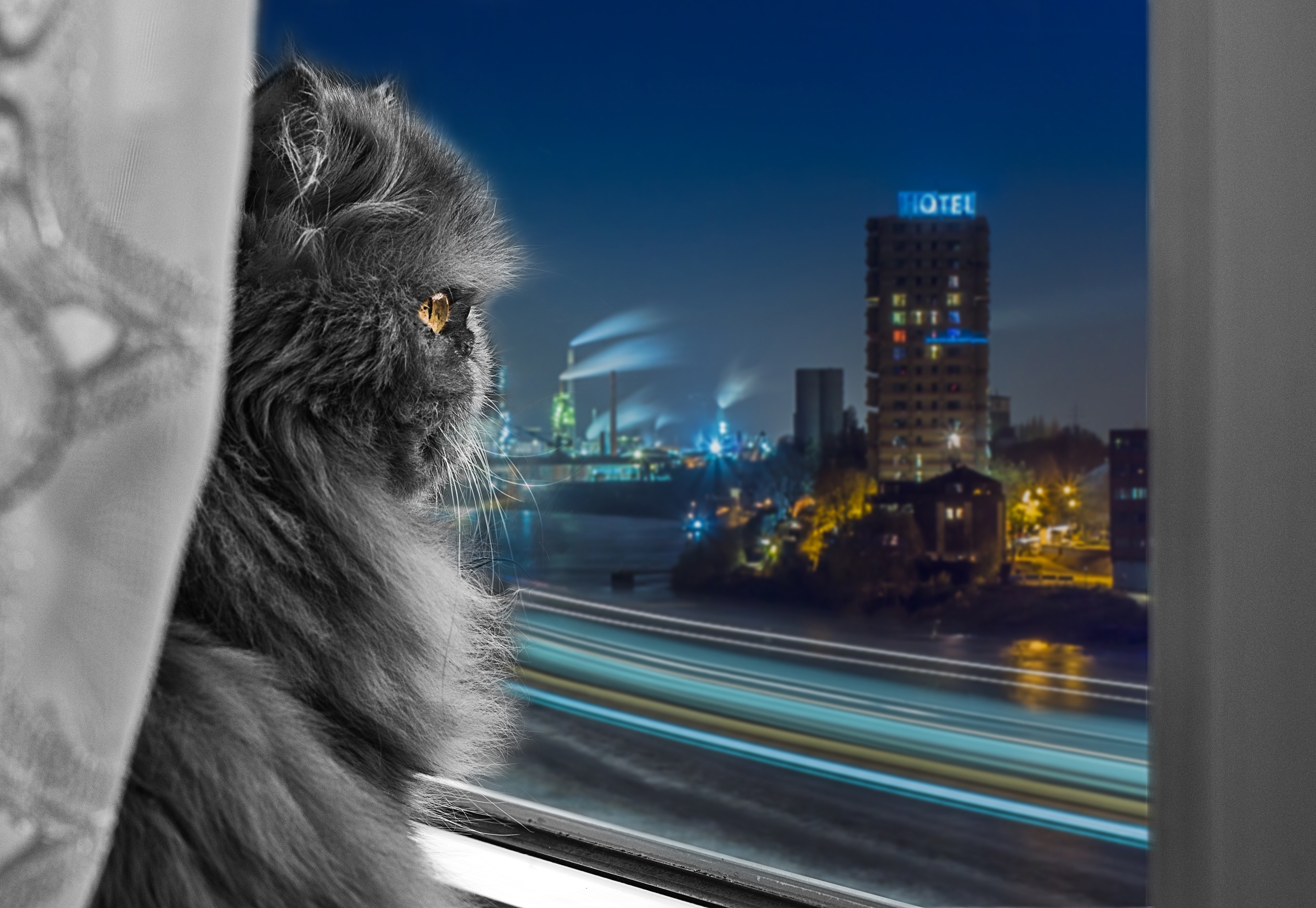 Коты в ночном городе