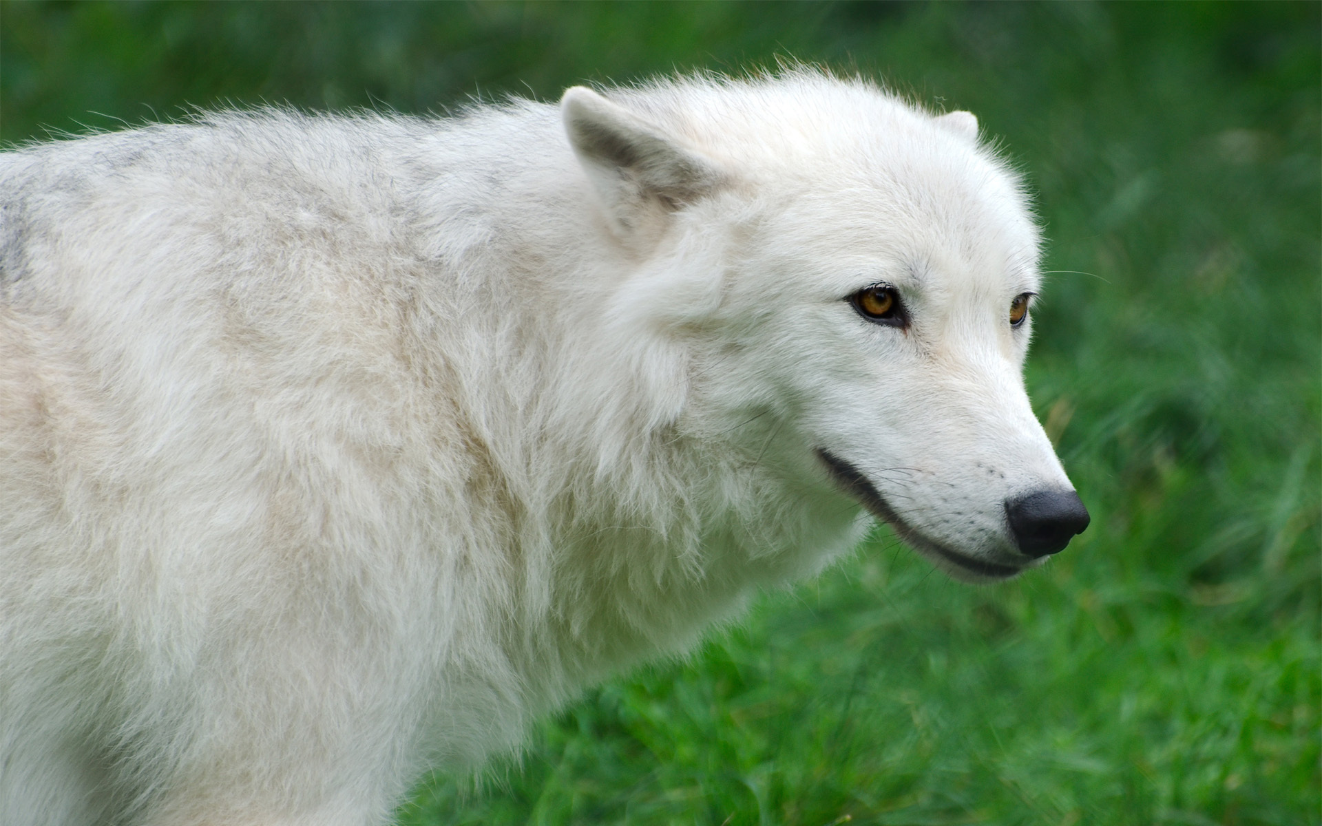 Білий як. Мелвильский островной волк. Тундровый волк. Волк альбинос. Полярный волк альбинос.