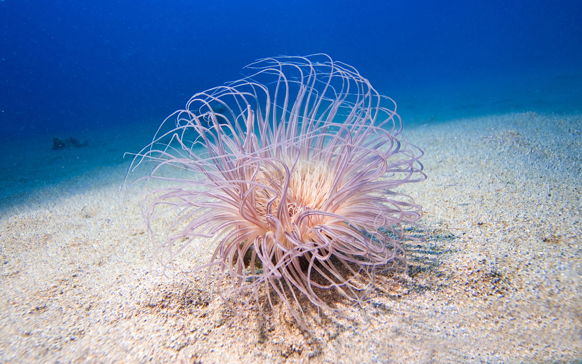 animal, sea anemone, sea life