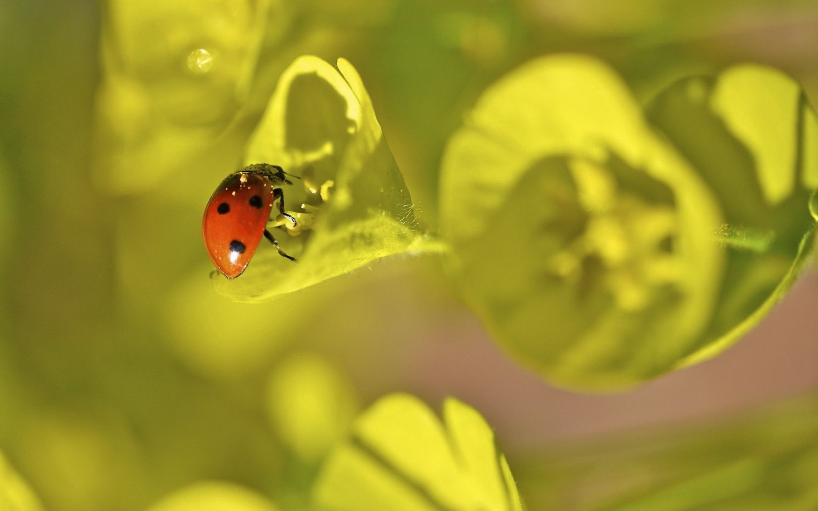 Handy-Wallpaper Ladybird, Blätter, Pflanze, Grass, Makro, Marienkäfer kostenlos herunterladen.