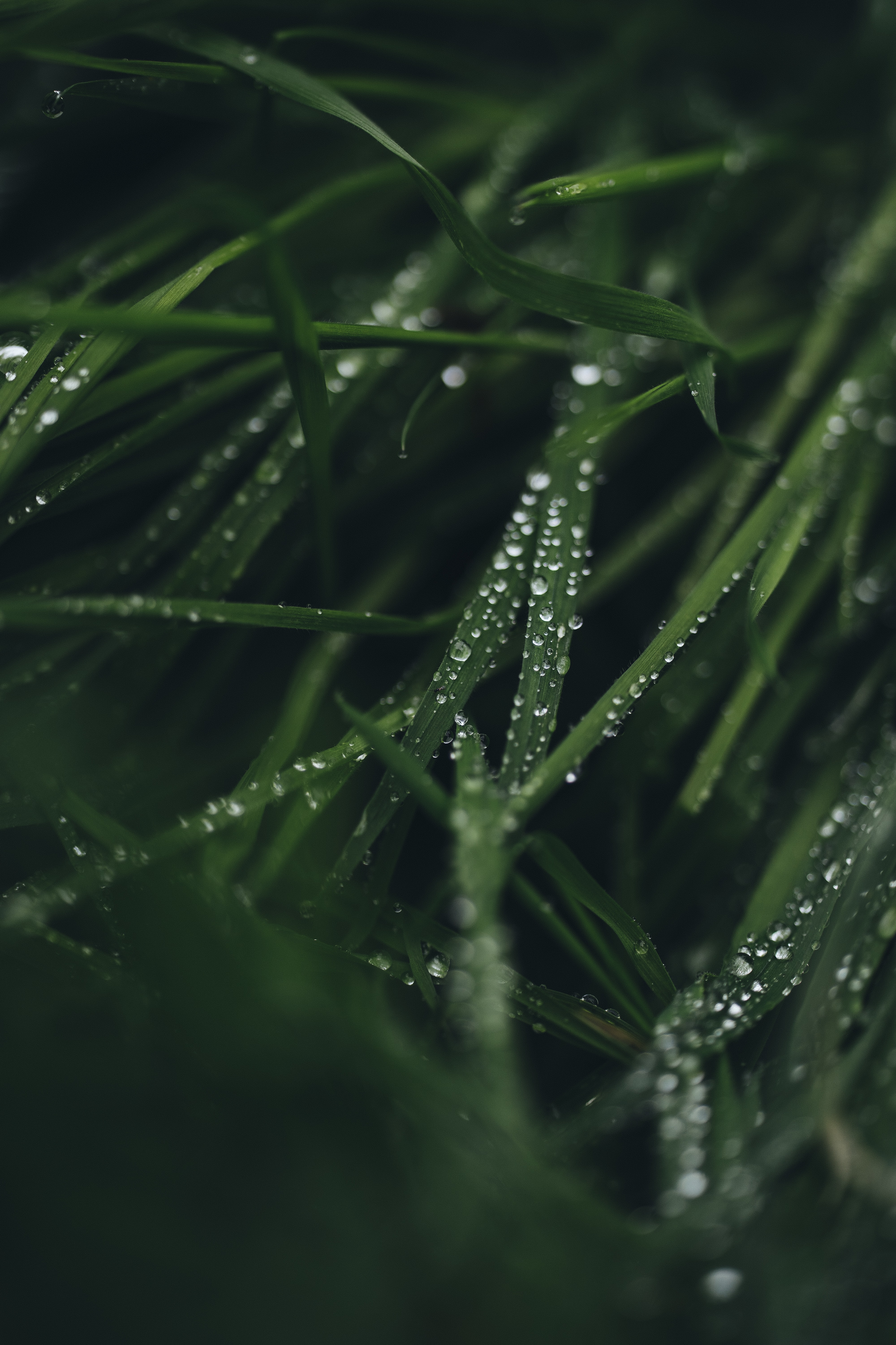 Download mobile wallpaper Dew, Macro, Leaves, Drops for free.