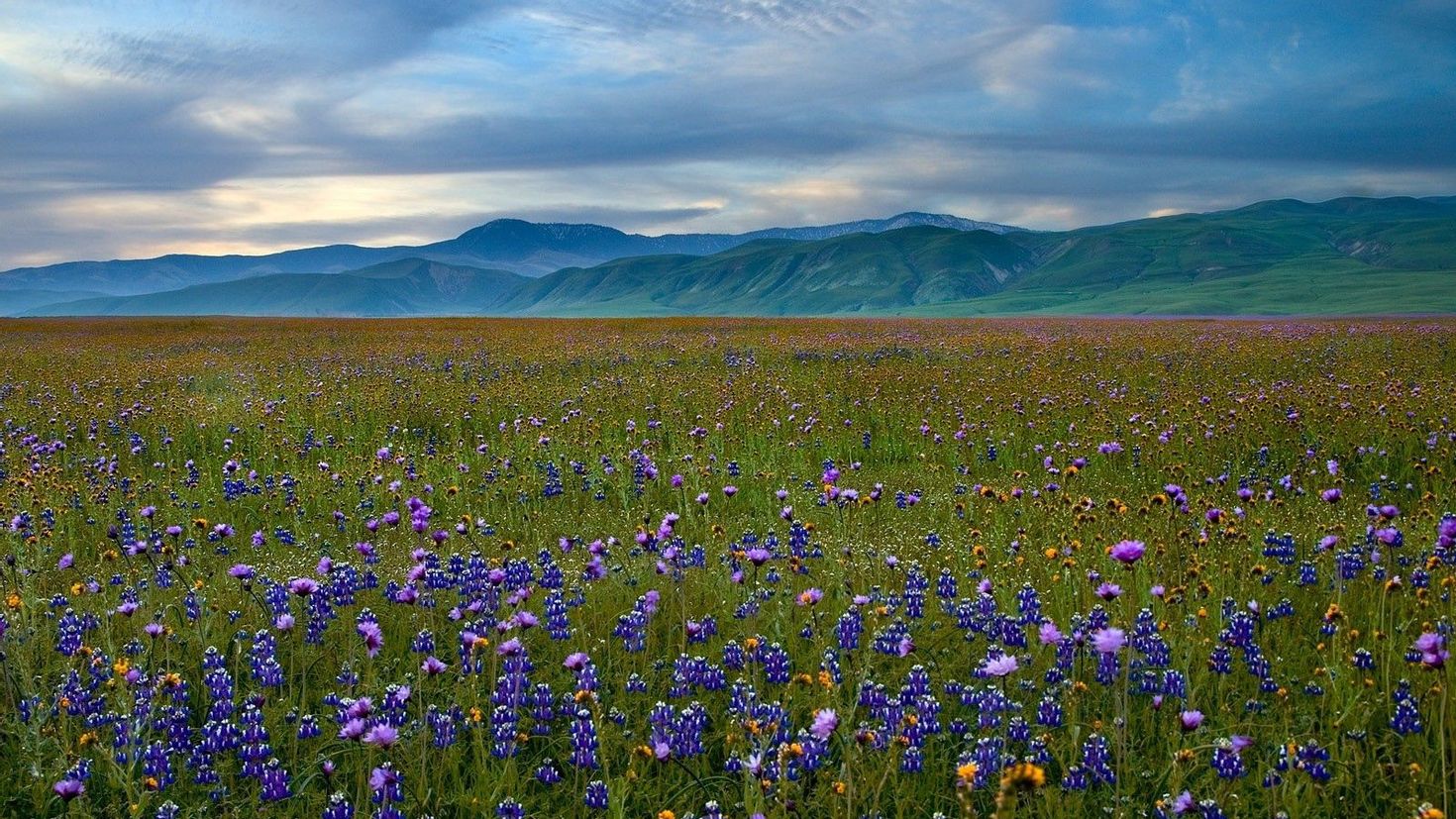 Монголия цветение степи