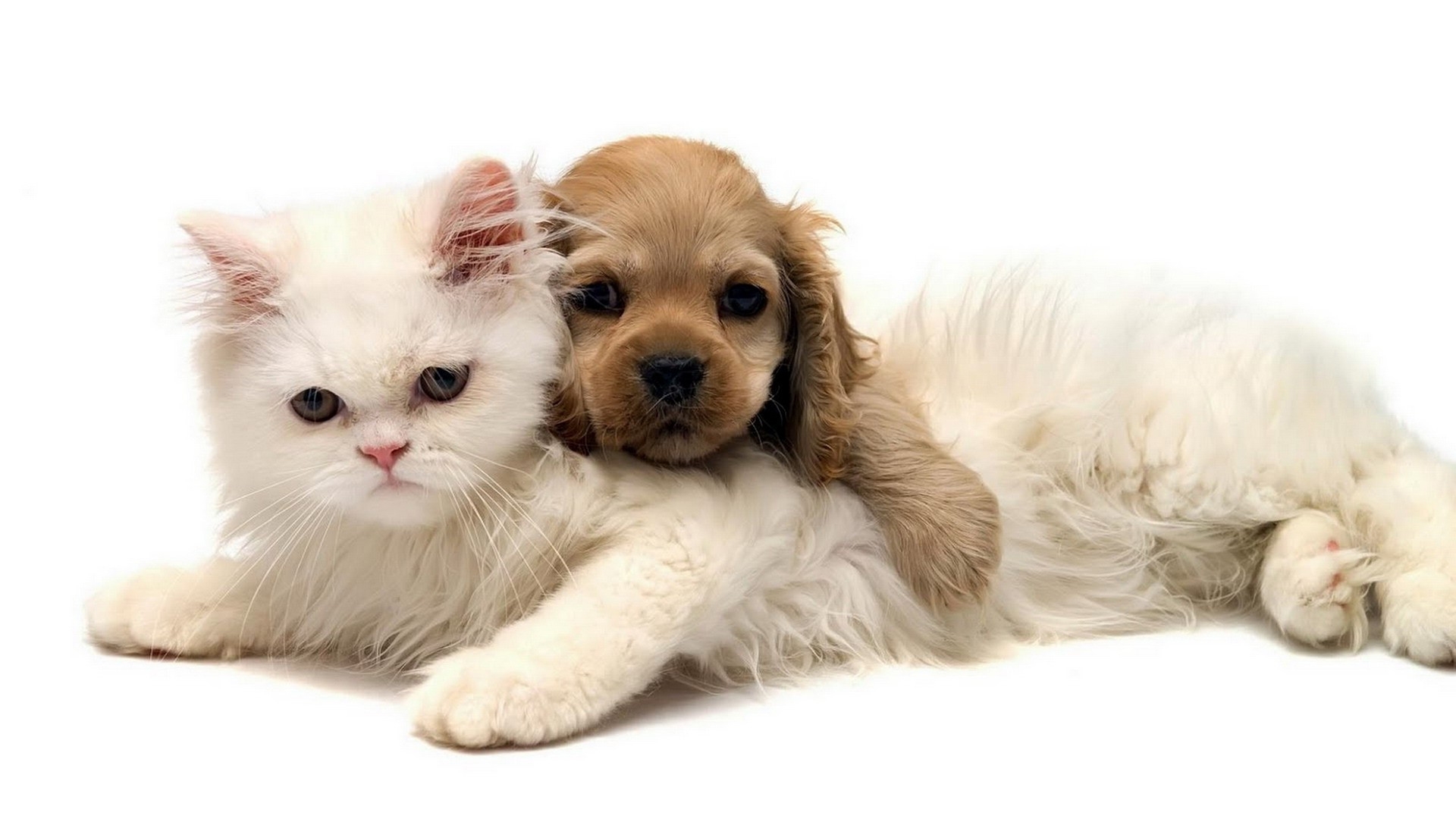 免费下载动物, 猫, 狗手机壁纸。