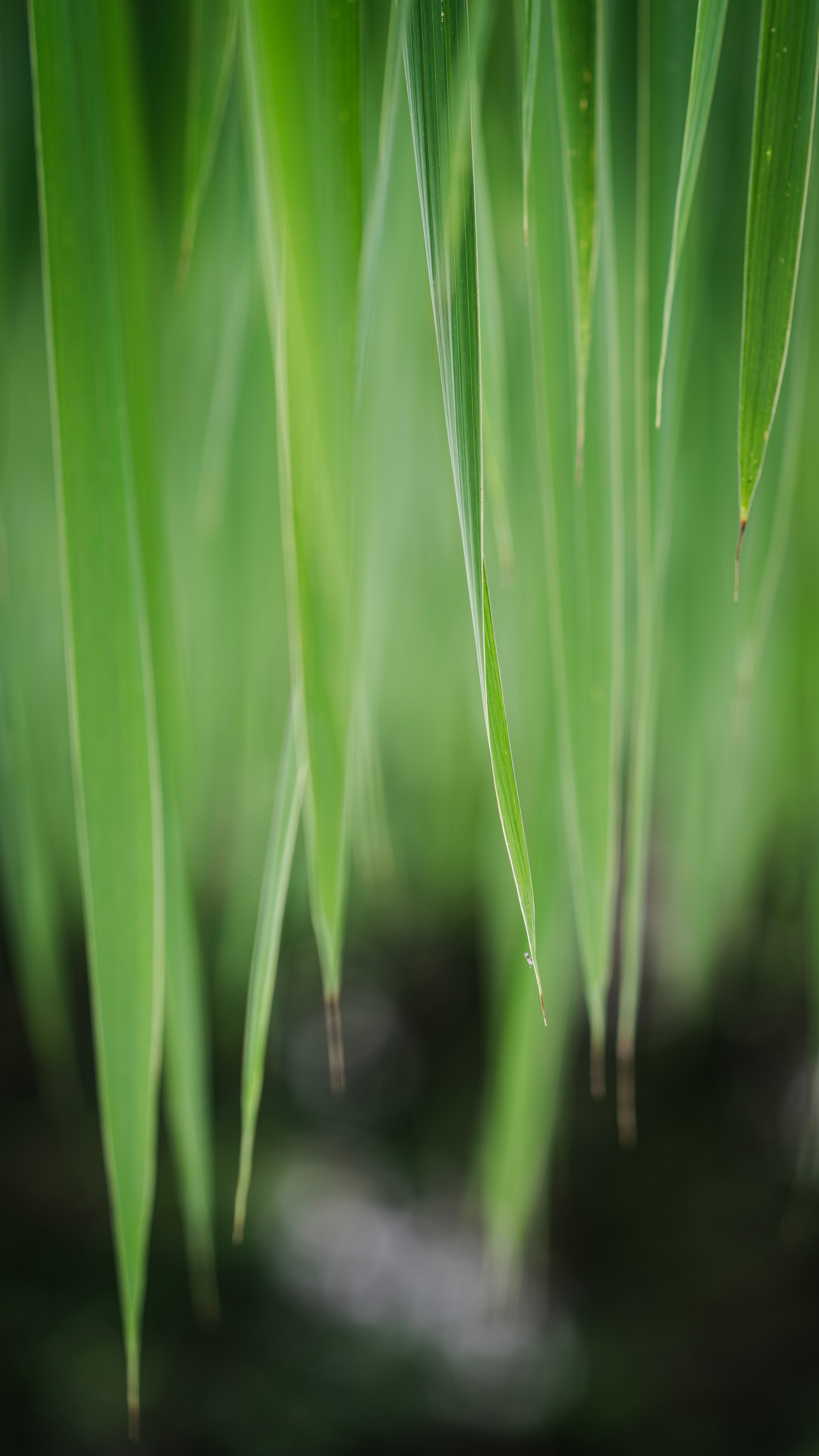 plant, grass, leaves, macro Free Background