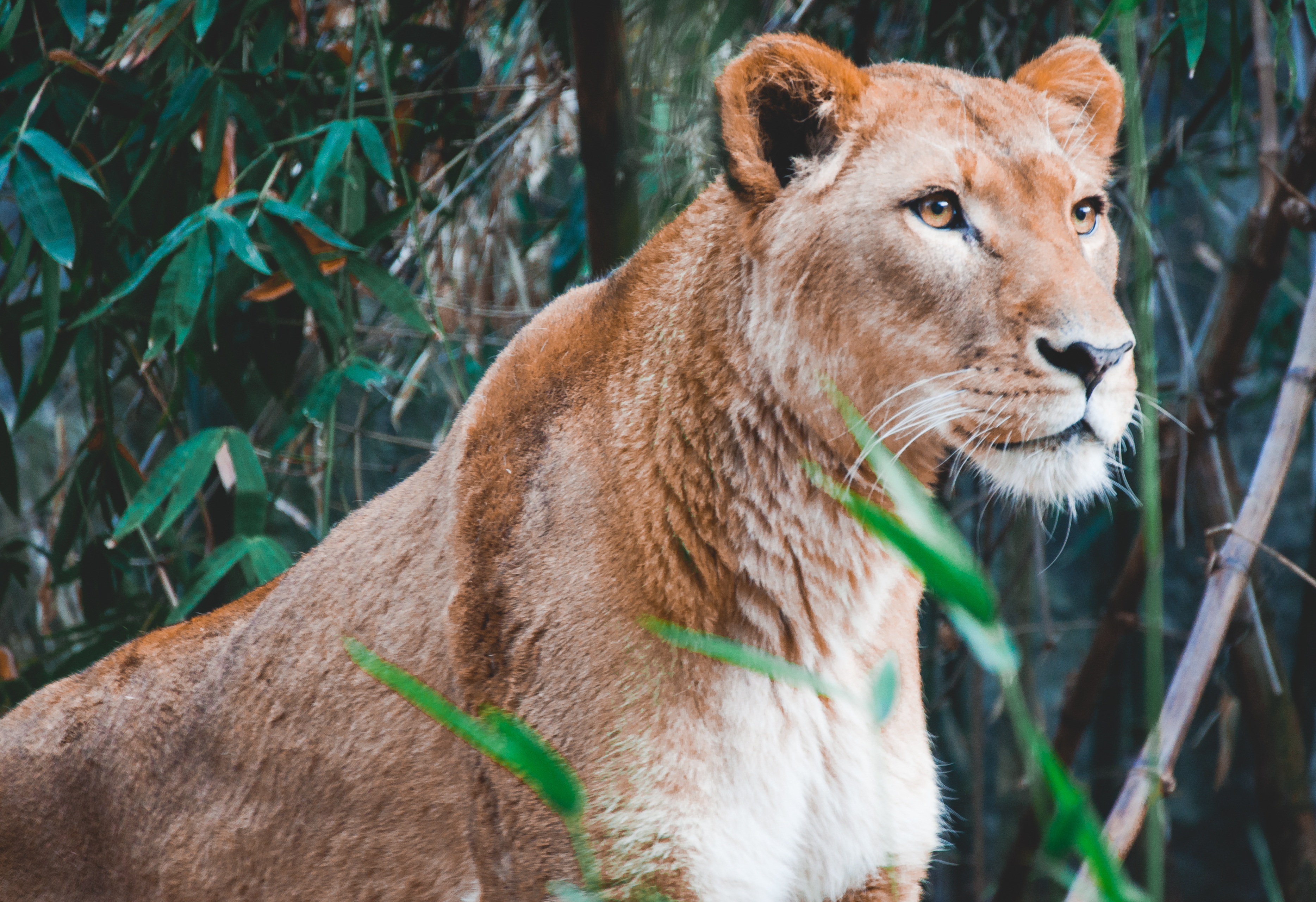 Download mobile wallpaper Predator, Big Cat, Animals, Lioness, Lion for free.