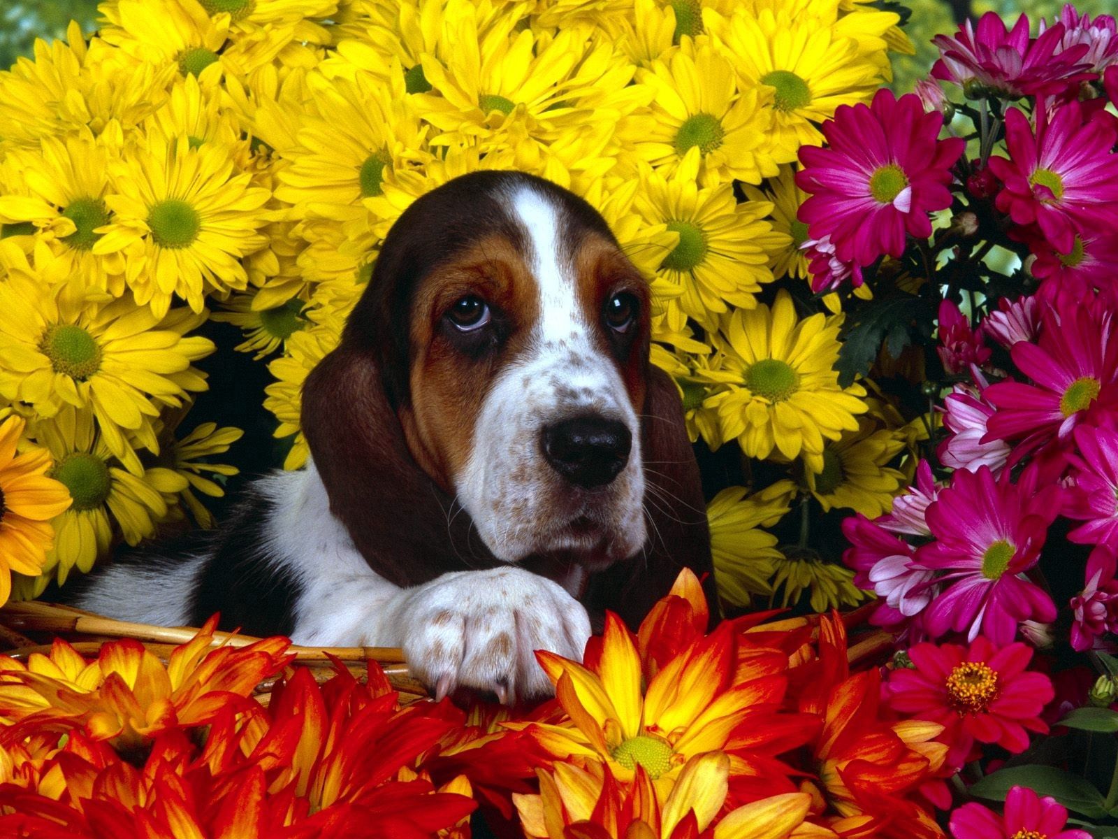 dog, animals, flowers, sit, ears, basset