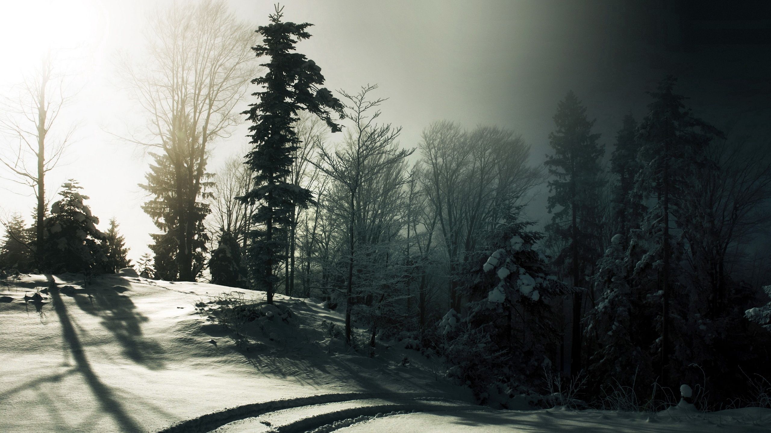 nature, trees, snow, forest, darkness, shadows, traces Aesthetic wallpaper