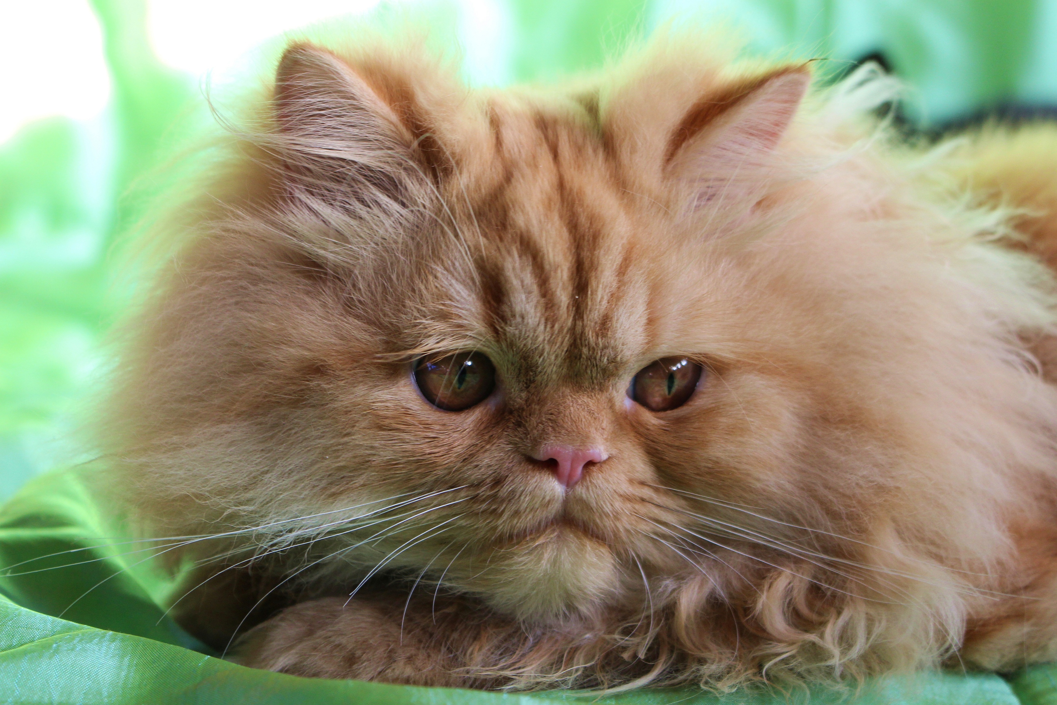 Рыжая персидская кошка фото