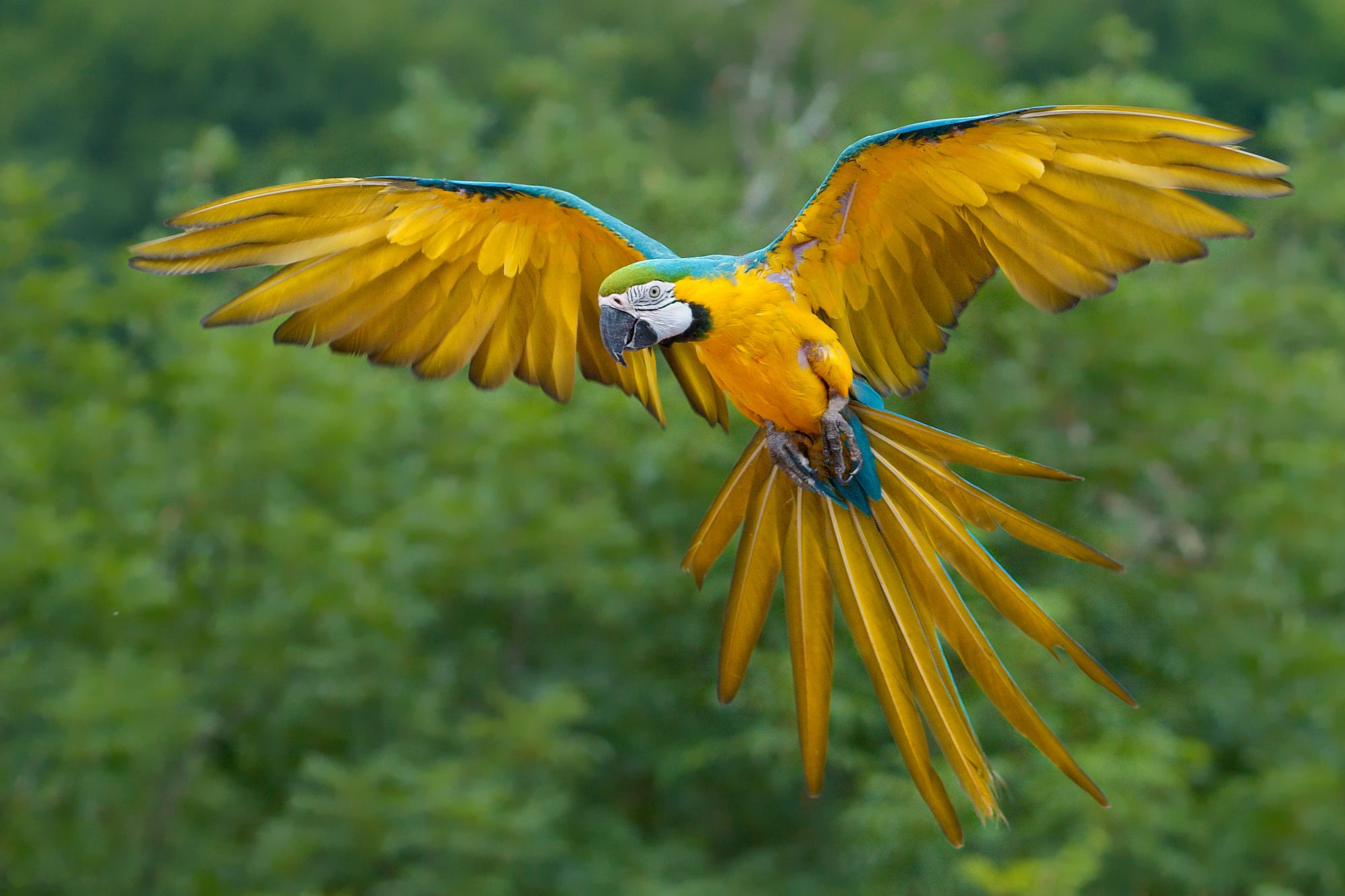 animal, blue and yellow macaw, bird, flight, flying, macaw, wings, birds 2160p