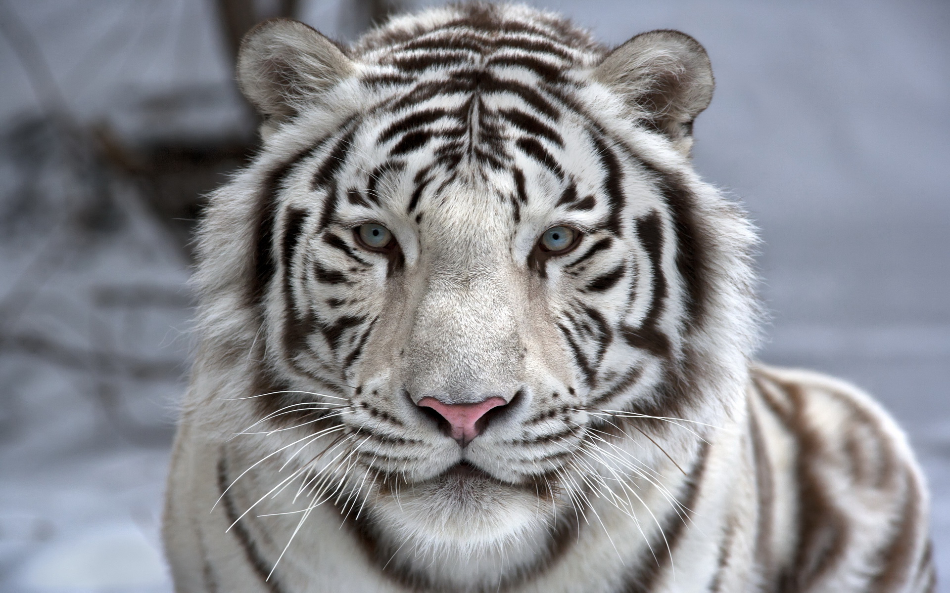 358862 Bild herunterladen tiere, weißer tiger, katzen - Hintergrundbilder und Bildschirmschoner kostenlos