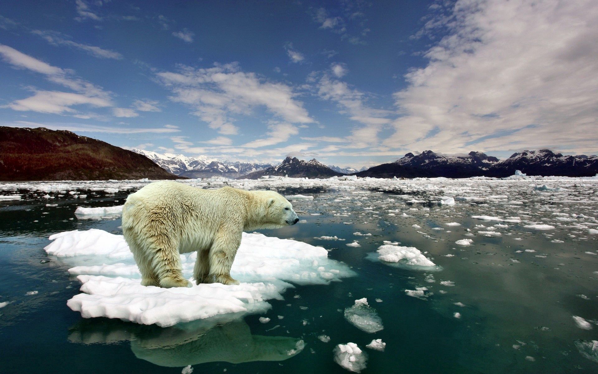 無料モバイル壁紙動物, 雪, 熊, コールド, 寒い, 北極熊, 氷, くま, ホッキョクグマをダウンロードします。