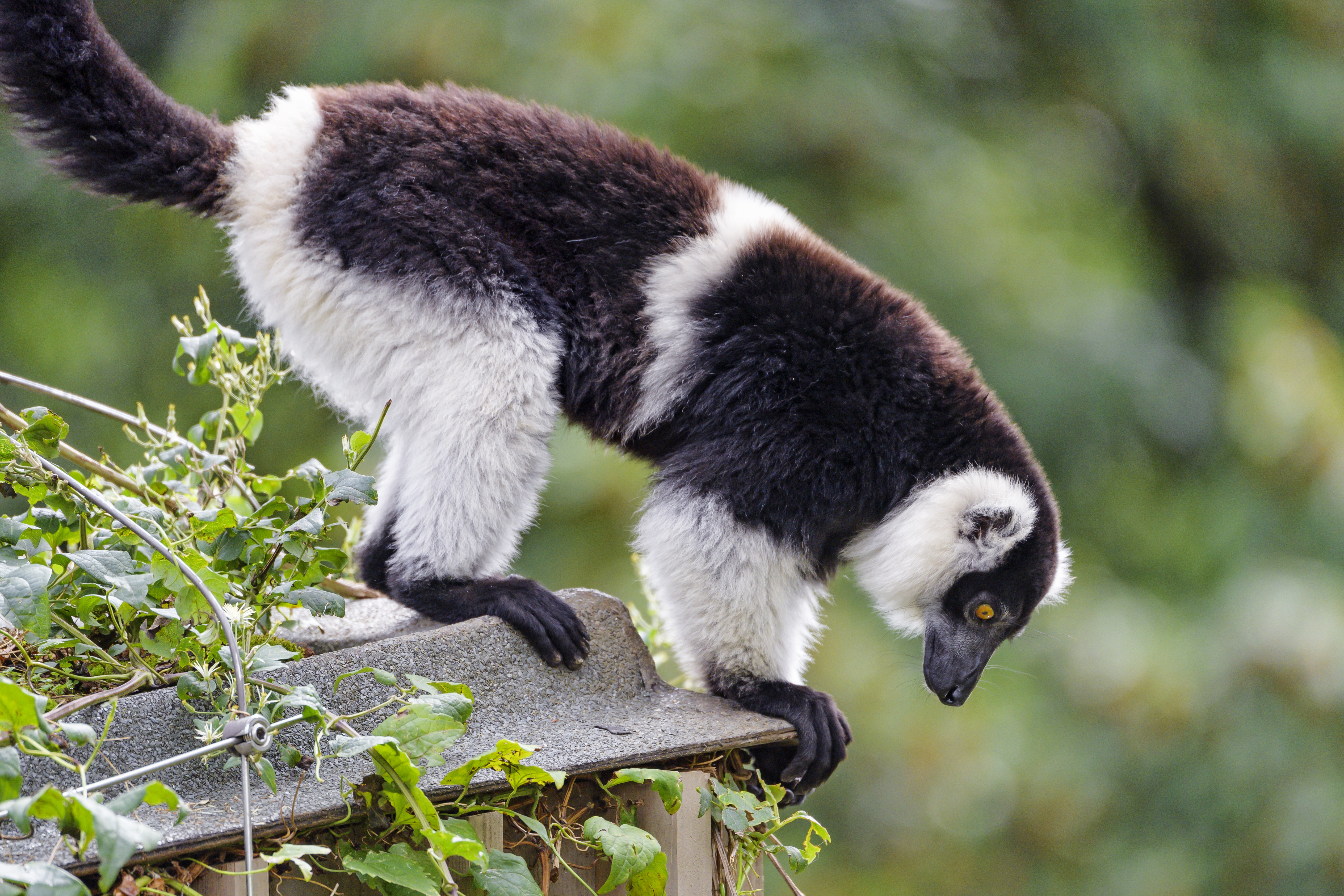 Handy-Wallpaper Lemur, Profil, Sicht, Meinung, Tiere, Tier kostenlos herunterladen.