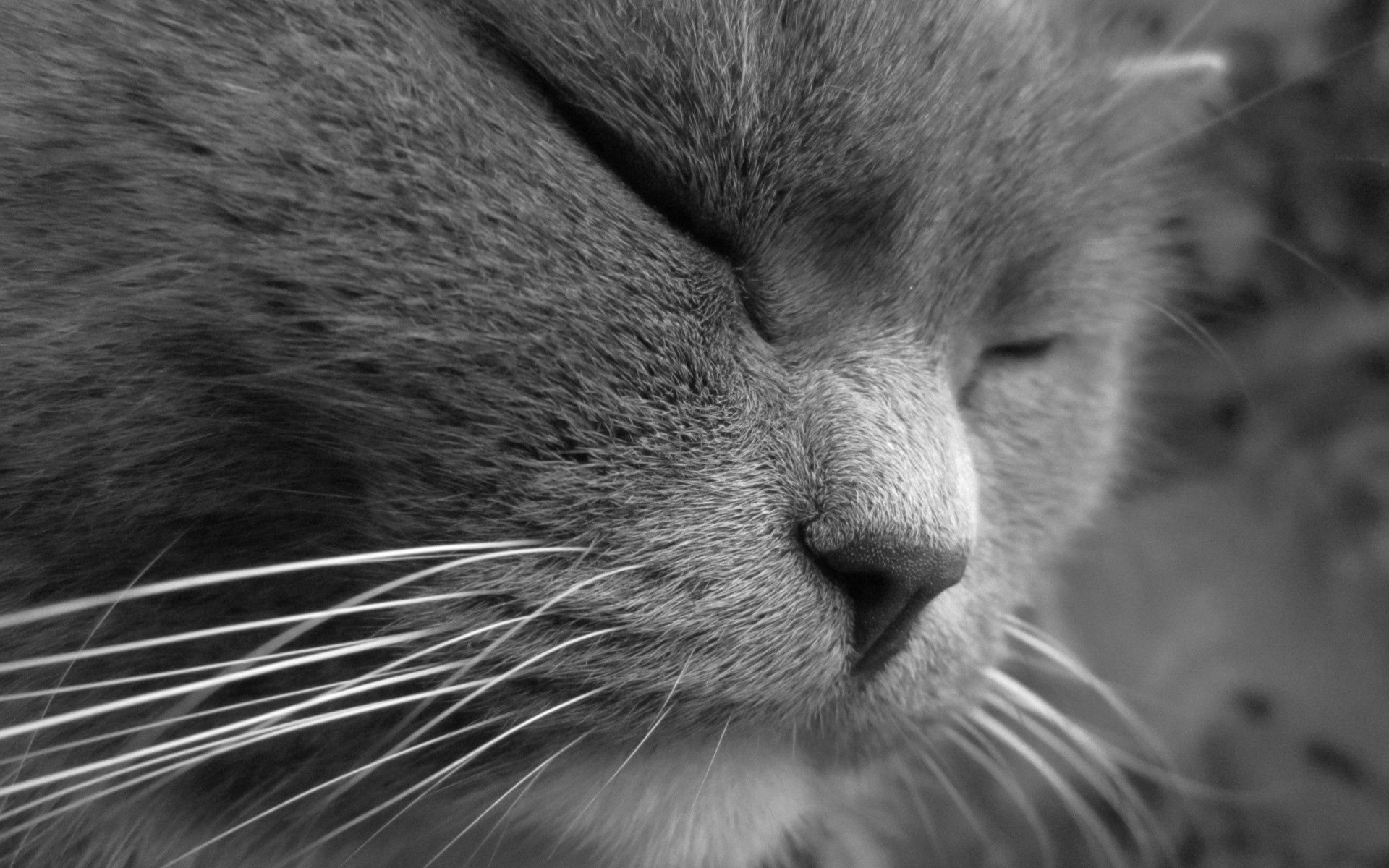 Download mobile wallpaper Muzzle, Sight, Dream, Squint, Blink, Opinion, Sleep, Animals, Cat for free.