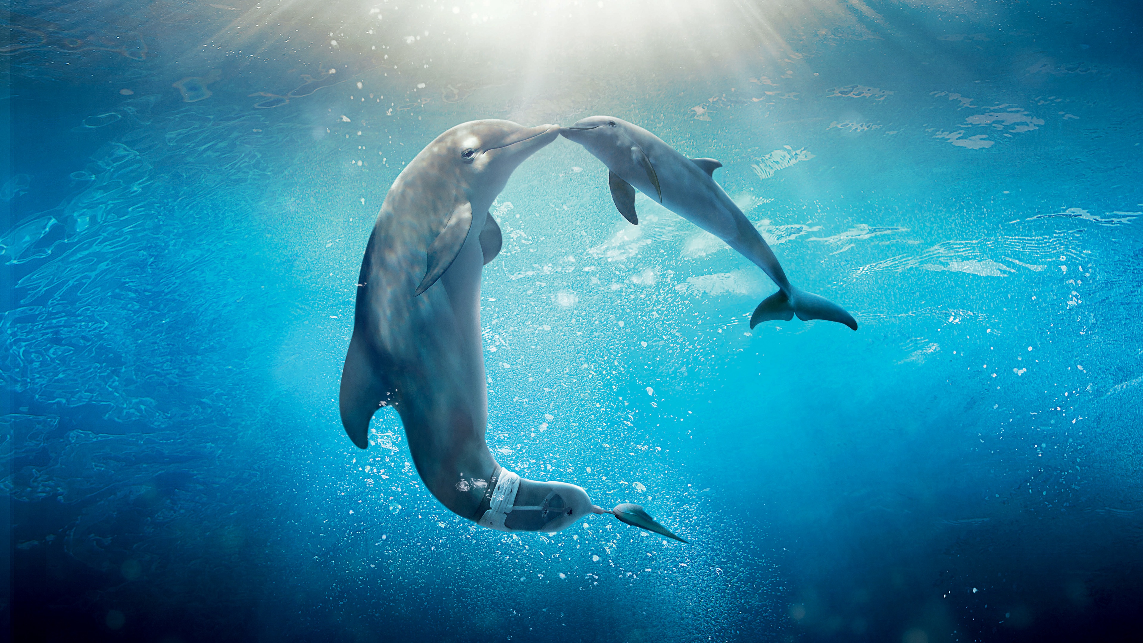 Дельфины Винтер и Хоуп