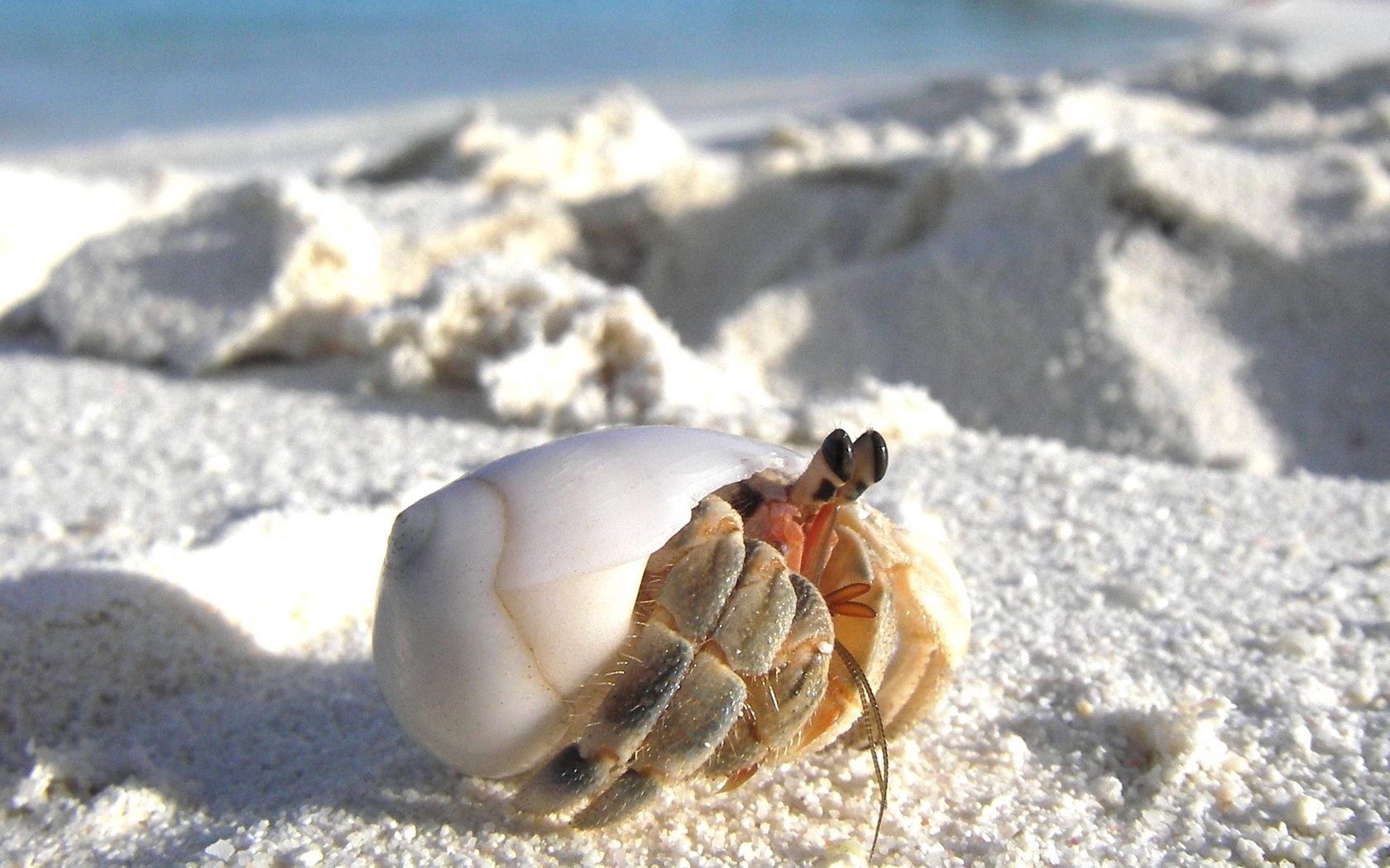 Download mobile wallpaper Disappear, Hide, Macro, Crab, Animals, Sand for free.