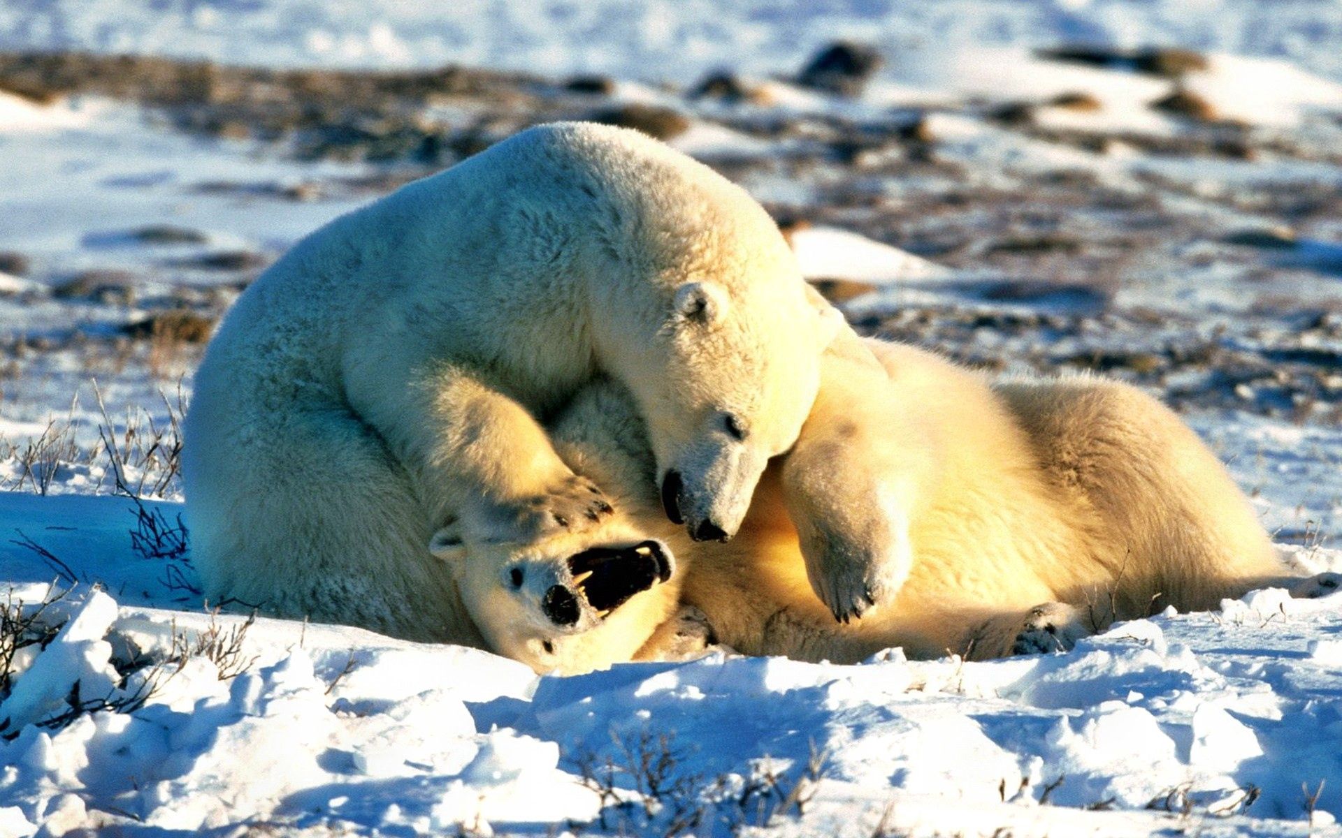 107723 télécharger le fond d'écran animaux, neige, coupler, paire, ours, espiègle, enjoué, ours polaire, ours blanc - économiseurs d'écran et images gratuitement