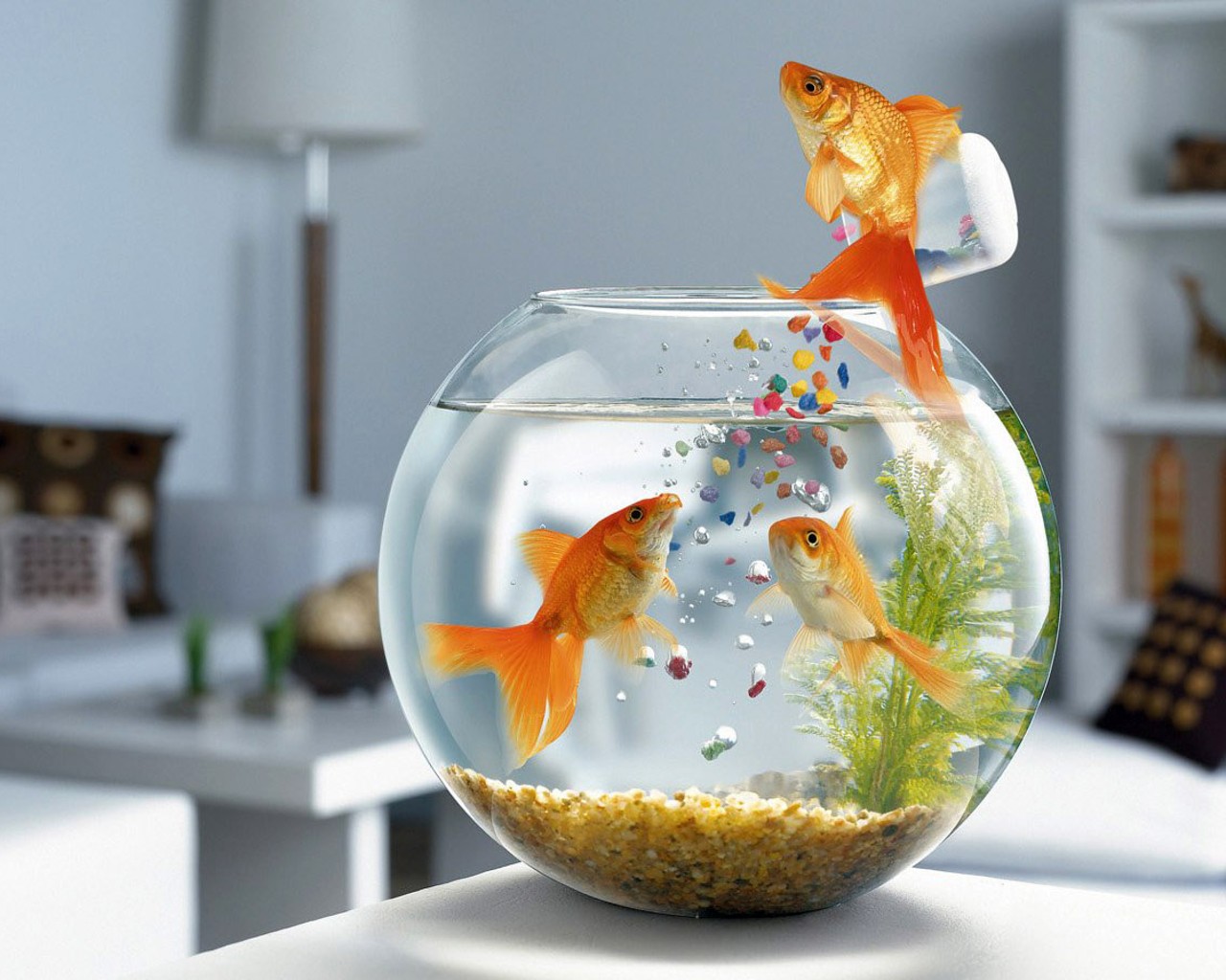 goldfish, animal, fish