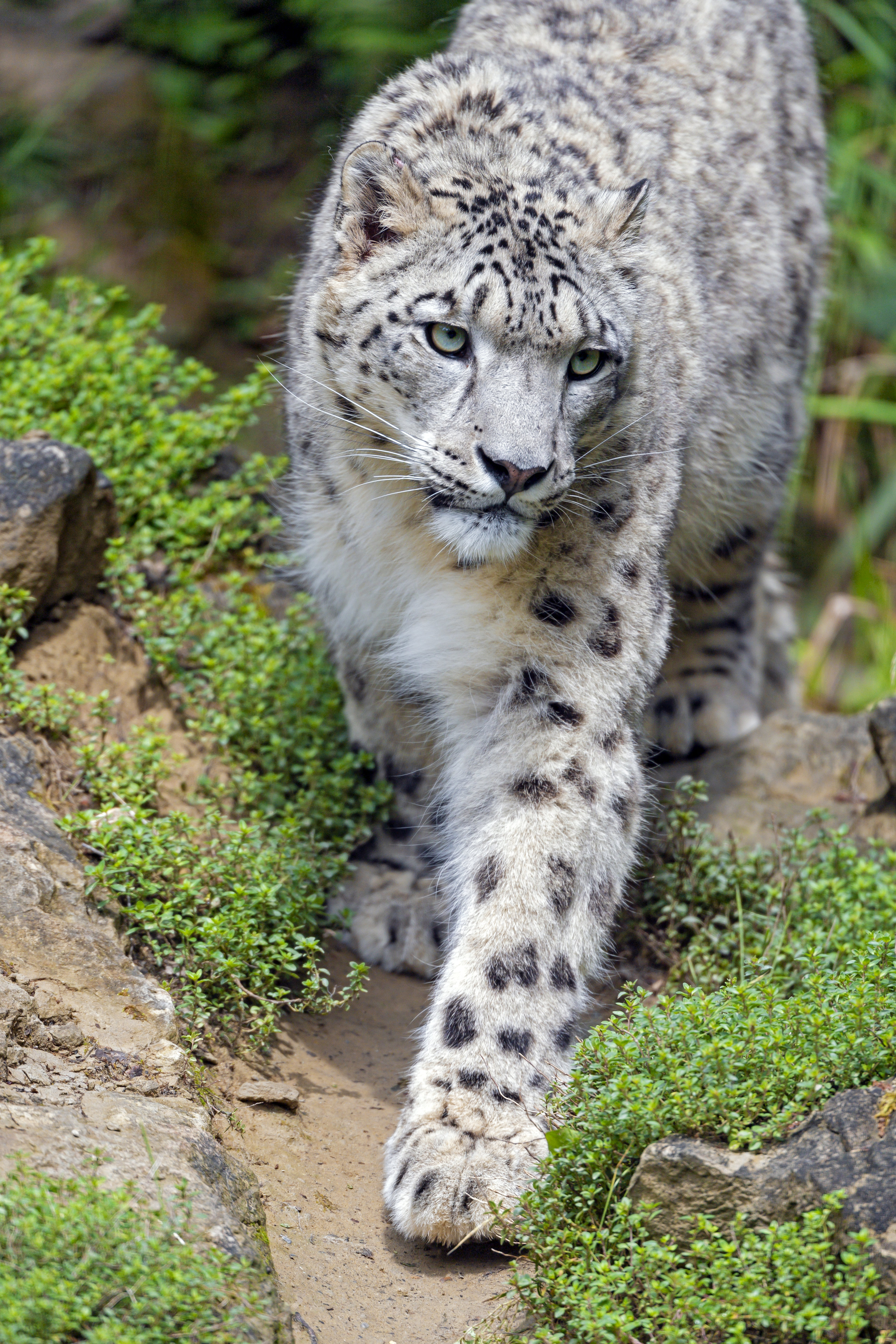 snow leopard, animals, stones, predator, big cat, sight, opinion