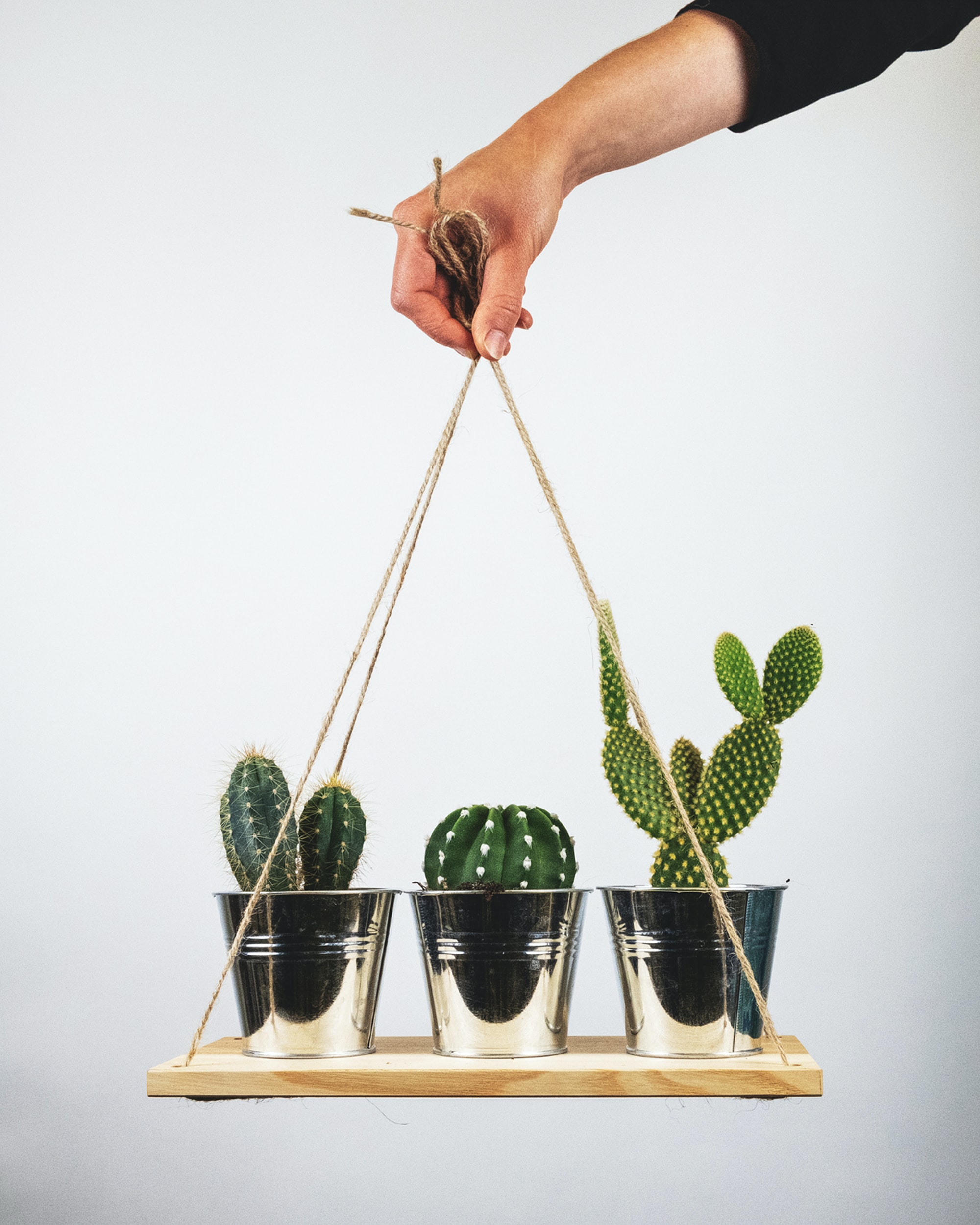 cactuses, hand, miscellanea, miscellaneous, room, indoor plant, houseplant