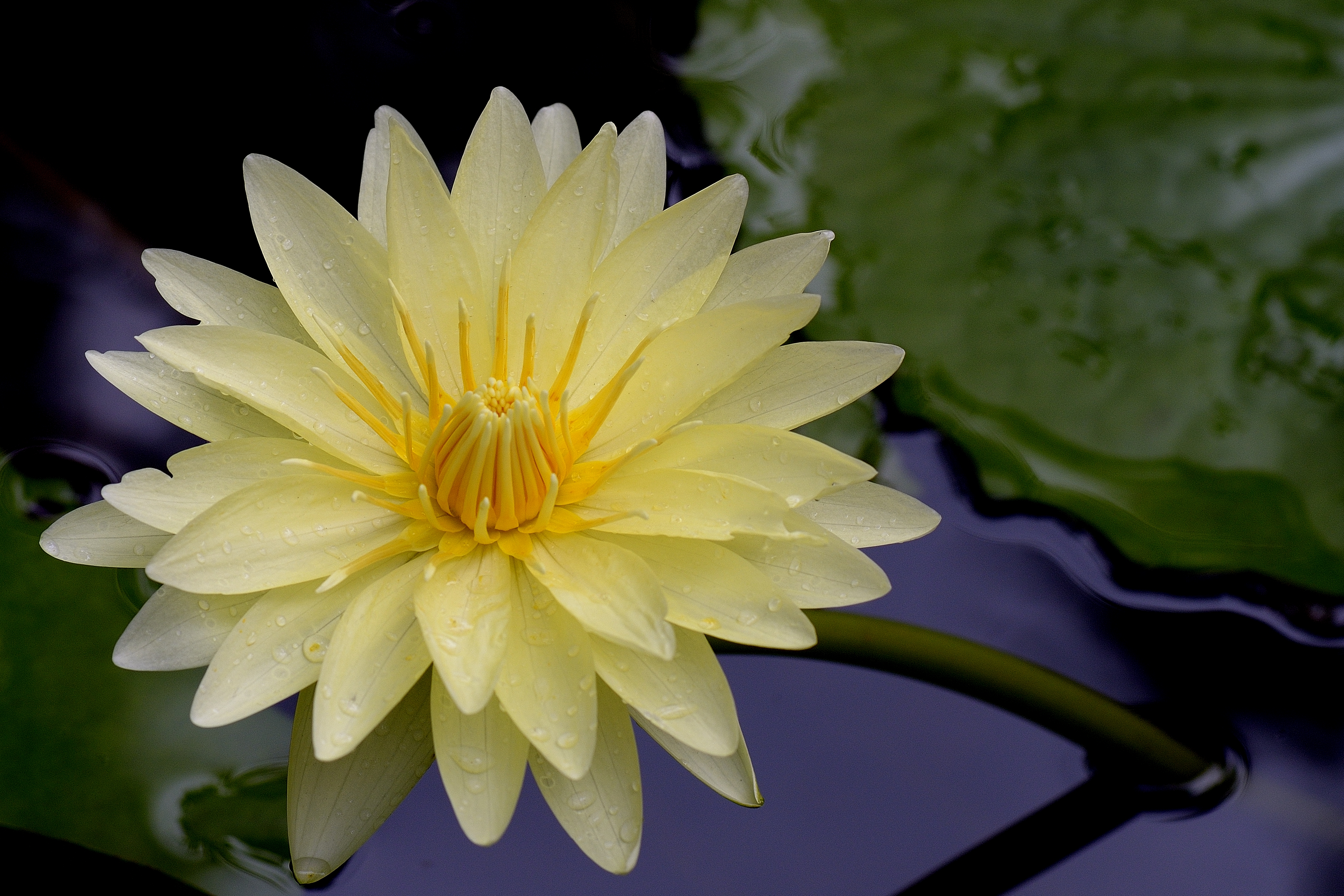 lotus, earth, lily pad, yellow flower, flowers