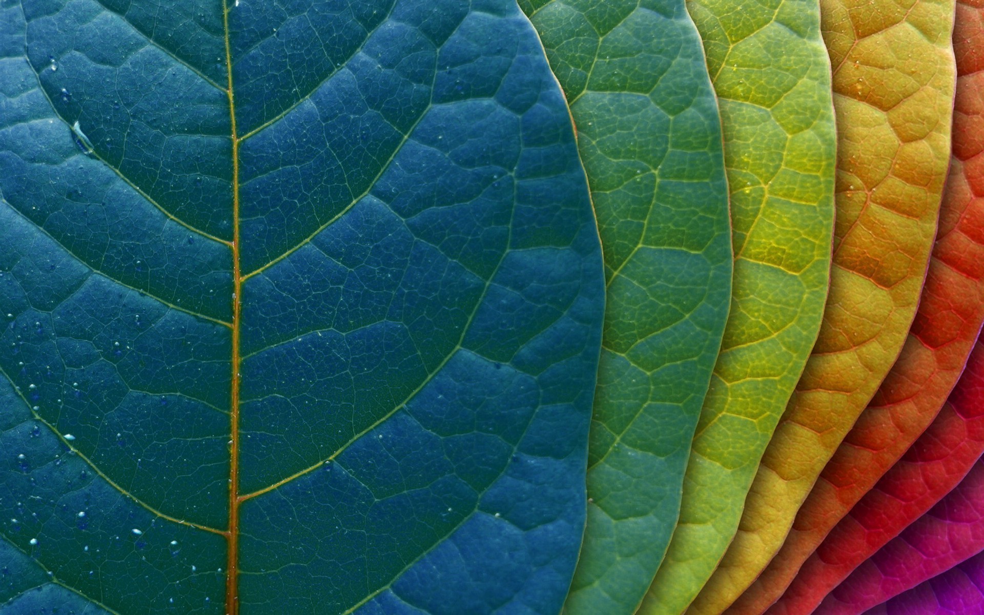 Обои на рабочий фон. Разноцветные листья. Цветной лист. Листья абстракция. Обои листья.