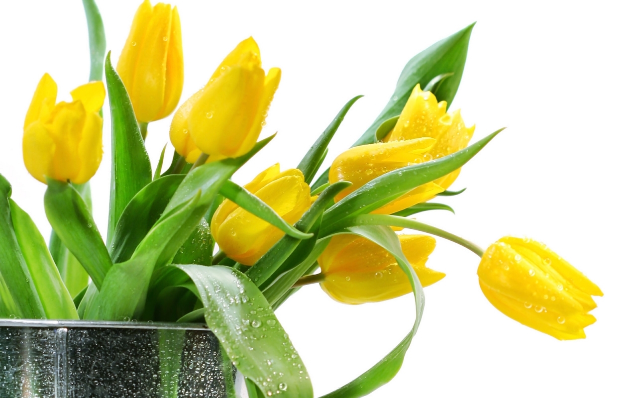 Téléchargez des papiers peints mobile Tulipes, Bouquets, Fleurs, Plantes gratuitement.