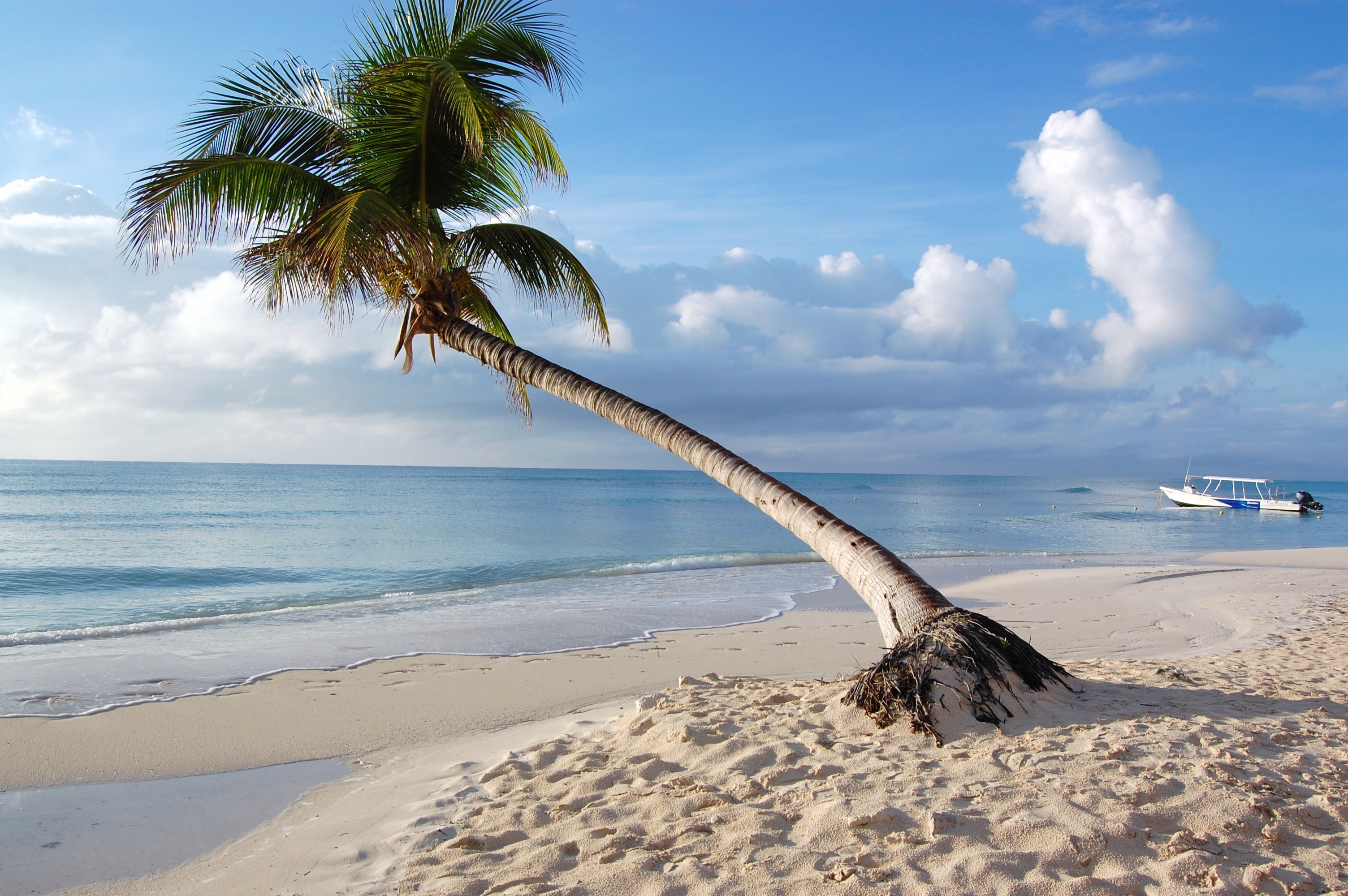 nature, beach, palm, tropics, maldives Desktop Wallpaper