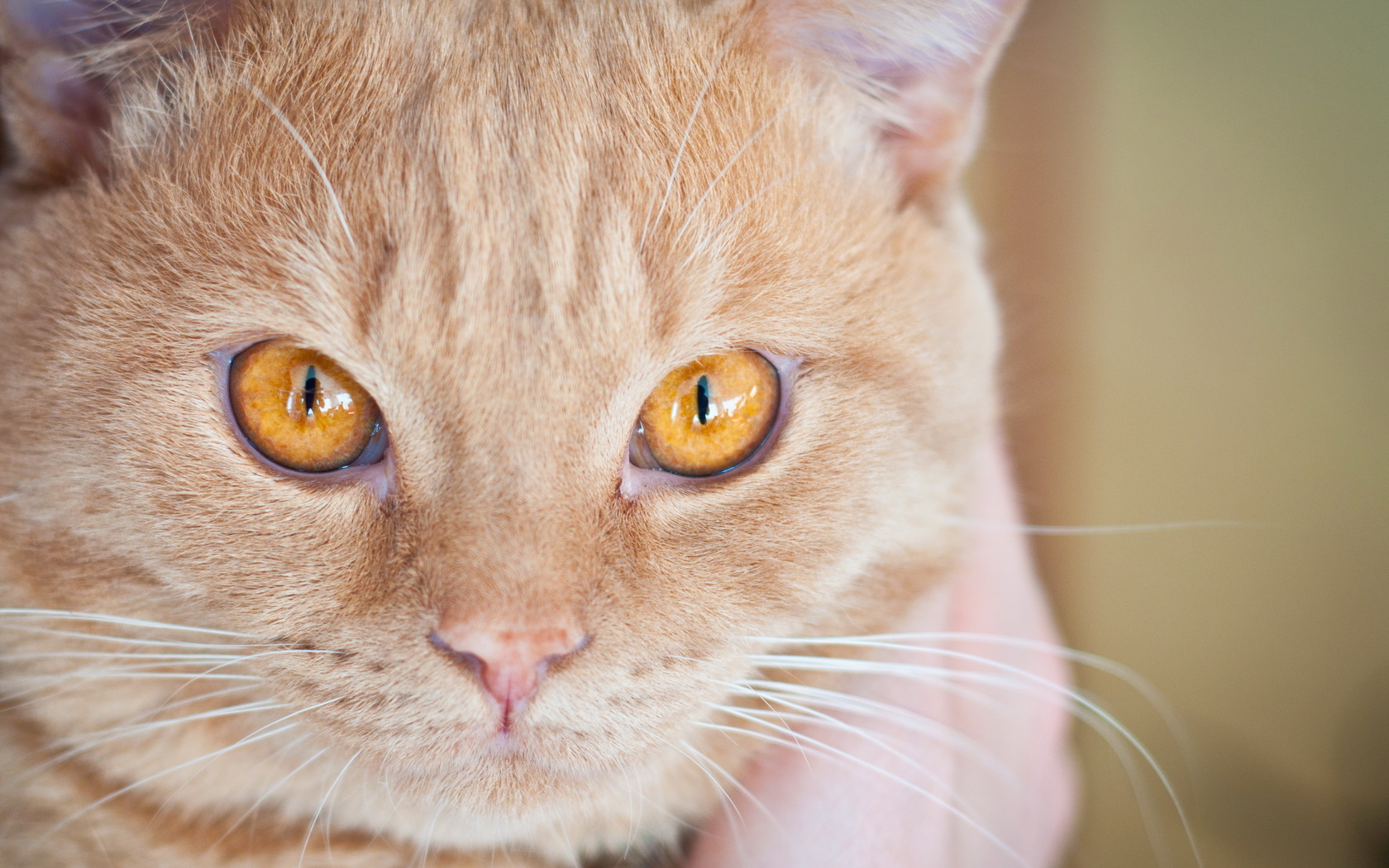 Рыжий кот с янтарными глазами