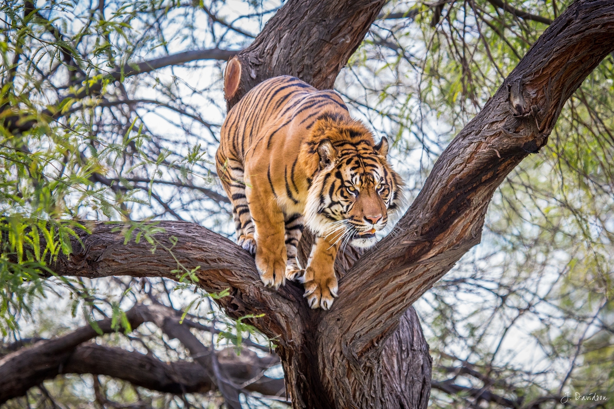 tiger, animals, wood, tree, predator phone background