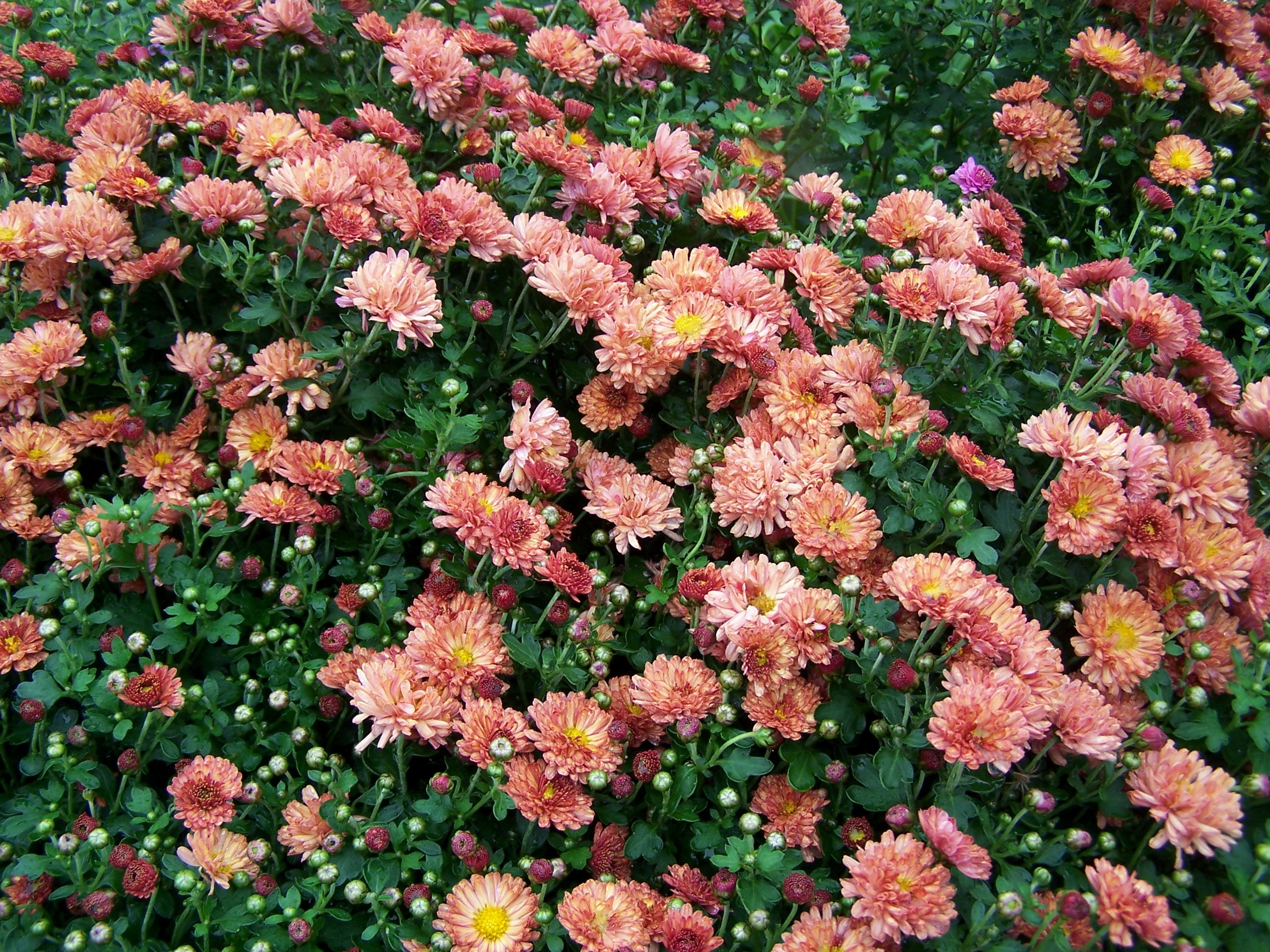Wallpaper Full HD flowers, chrysanthemum, greens, garden, lot
