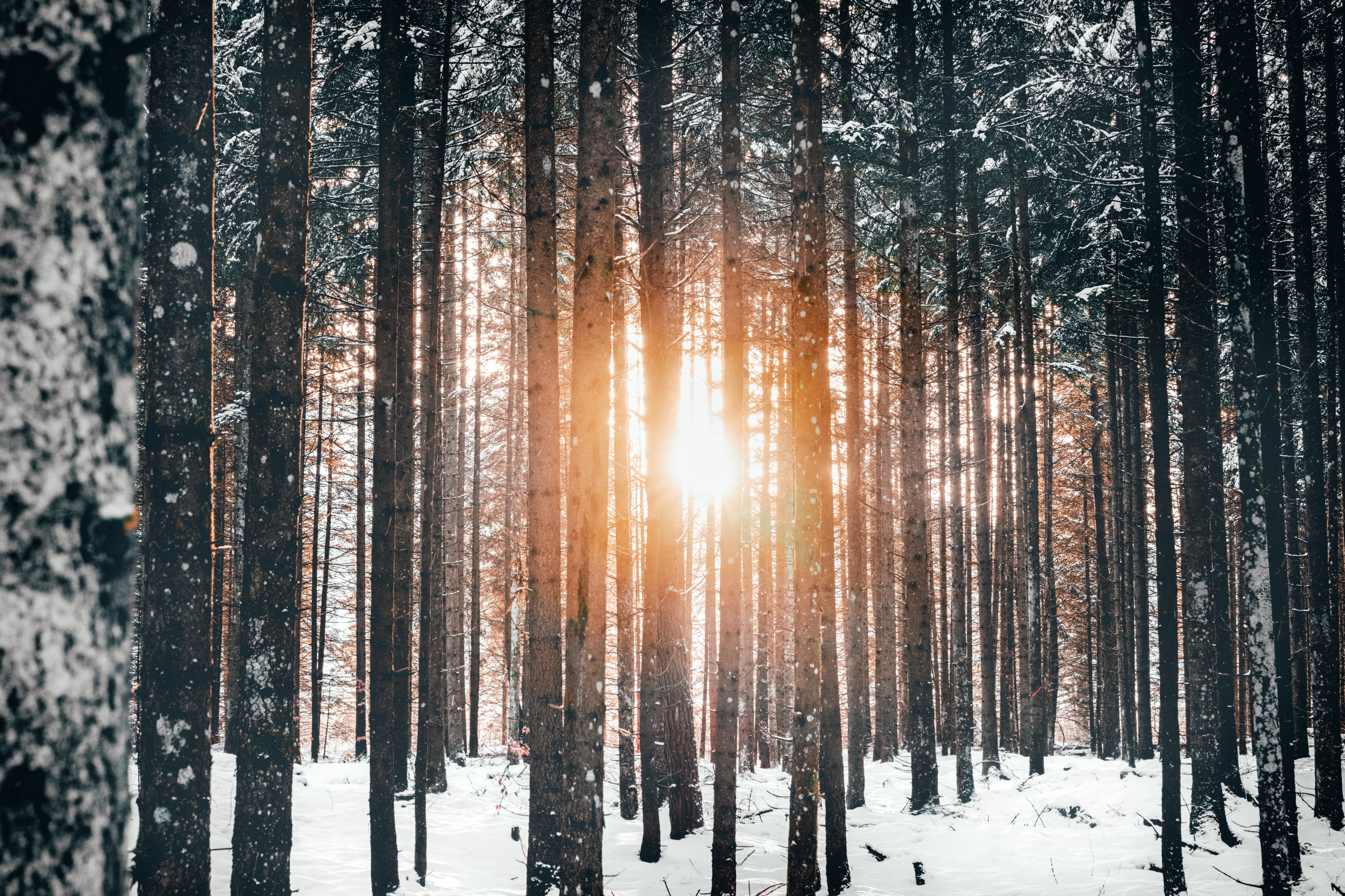 лес зимой красивое фото