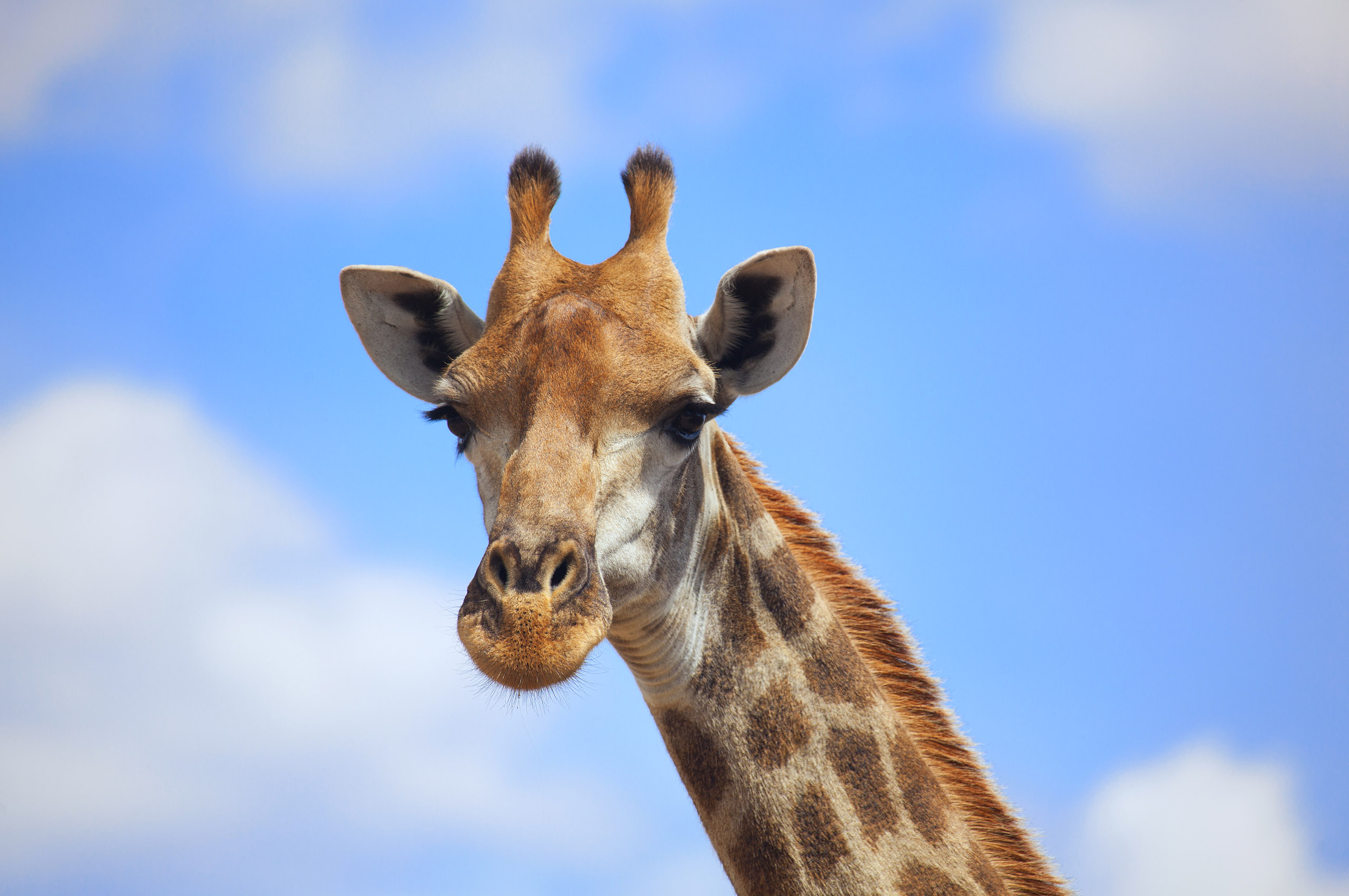 561266 descargar imagen animales, jirafa: fondos de pantalla y protectores de pantalla gratis