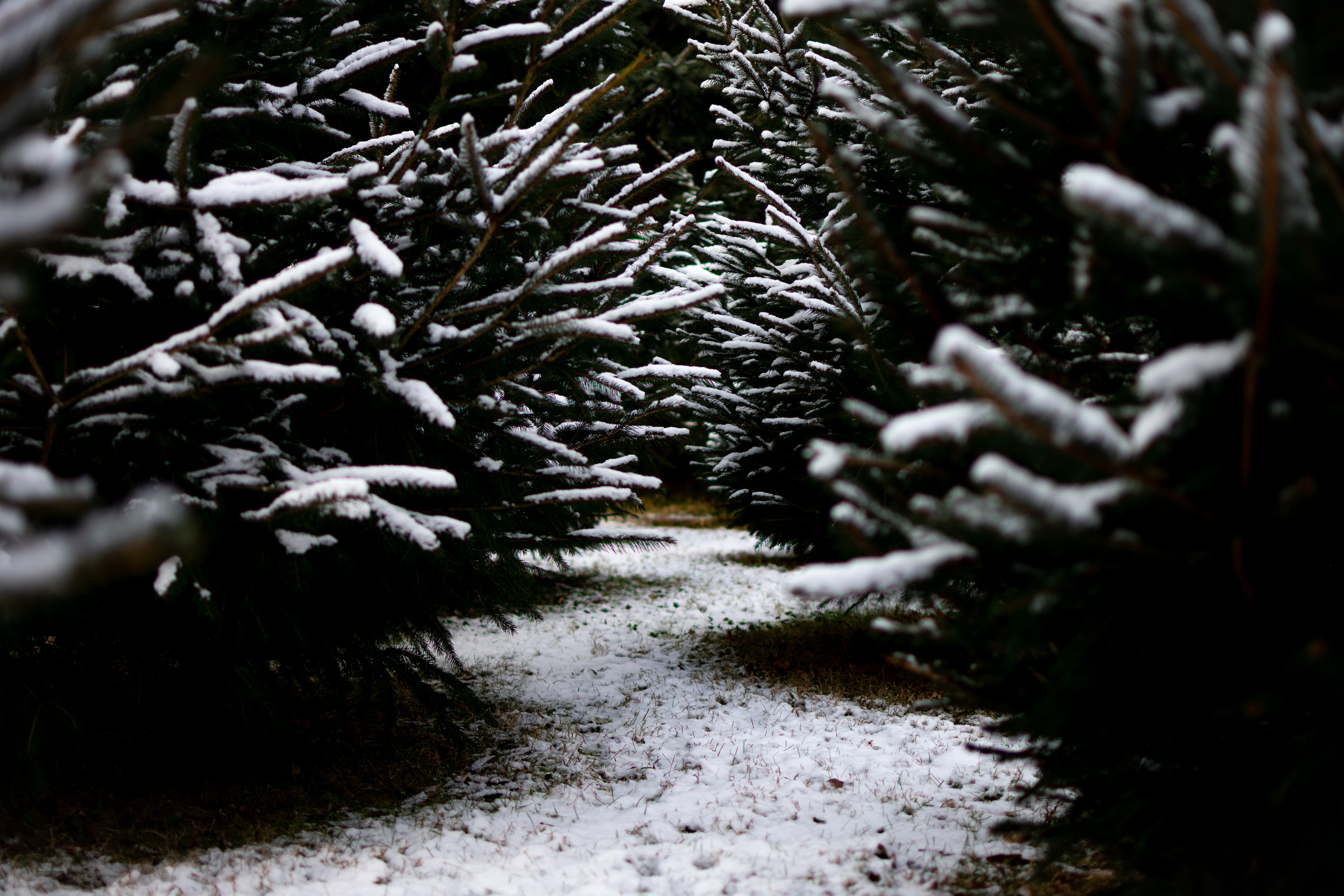 Free download wallpaper Winter, Snow, Branches, Path, Nature on your PC desktop