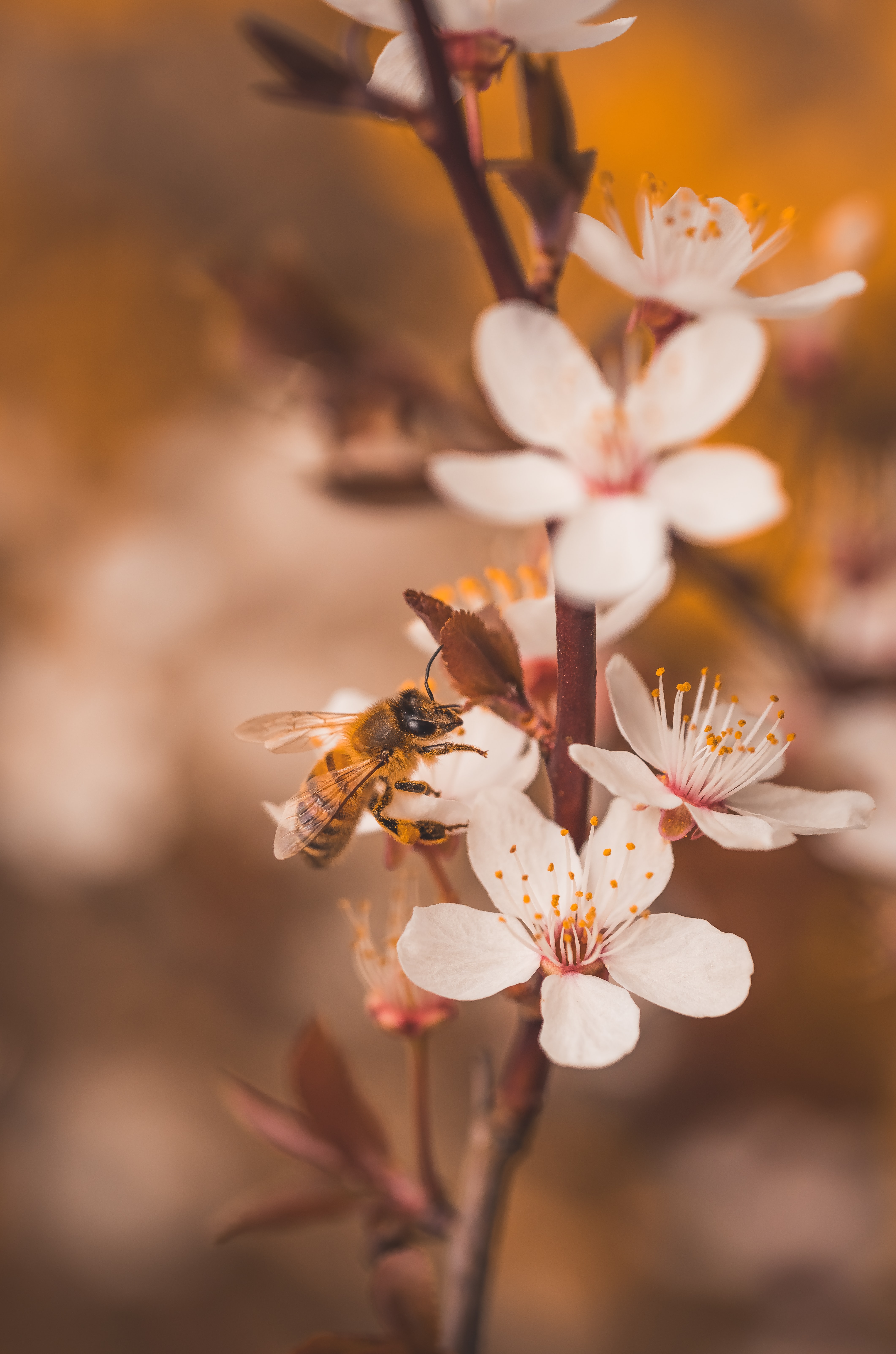 Download mobile wallpaper Branches, Flowers, Macro, Bee, Insect, Cherry for free.