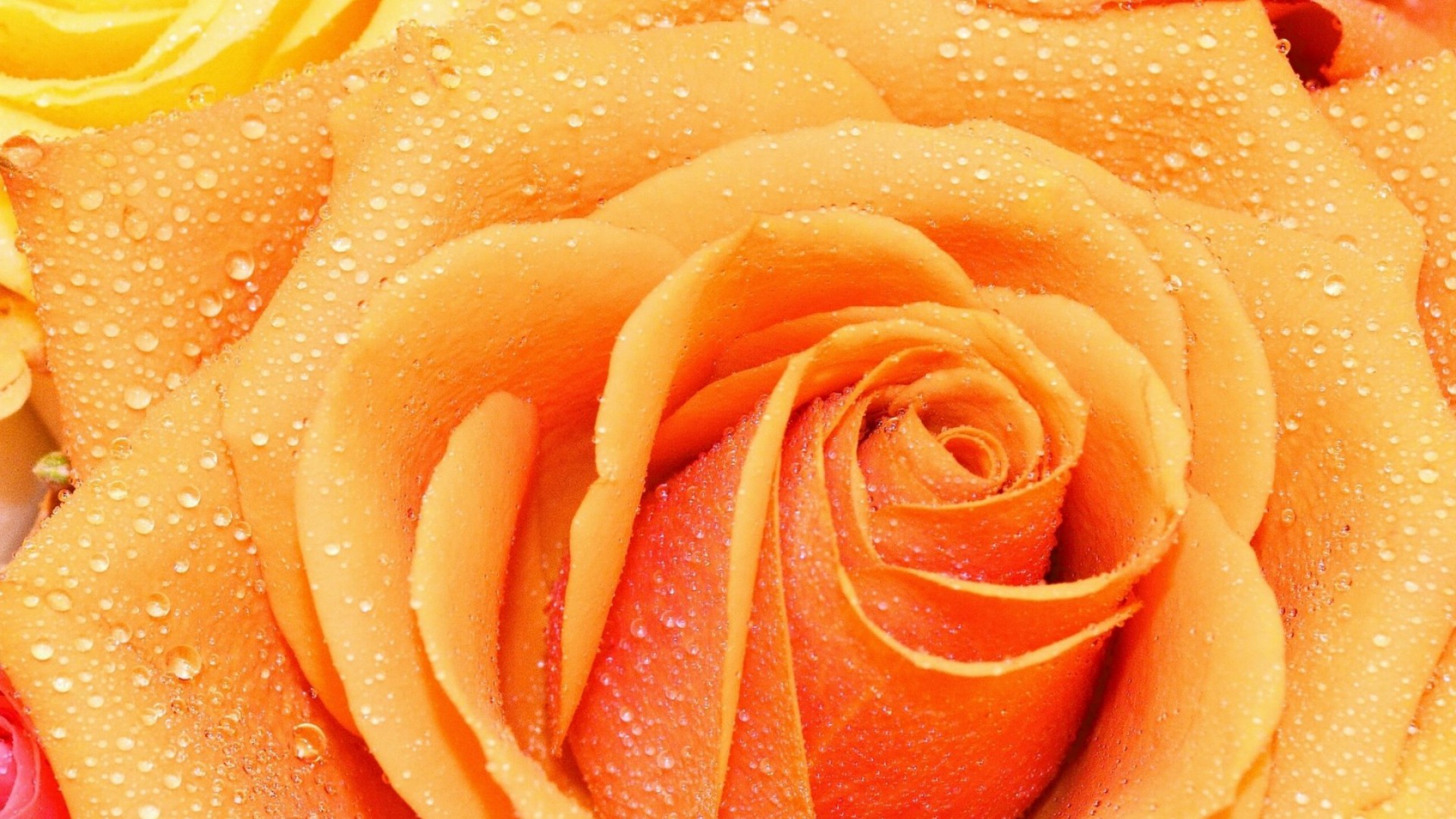 Розочка оранжевая нежная